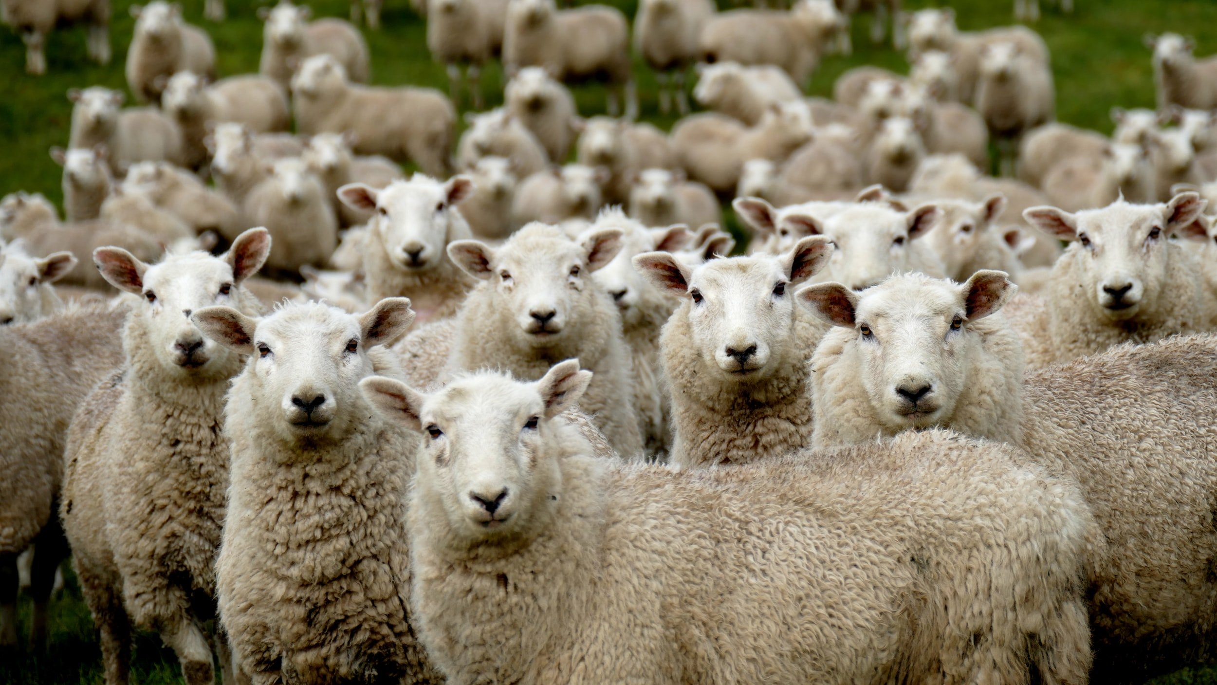 We are his people, the sheep of his flock