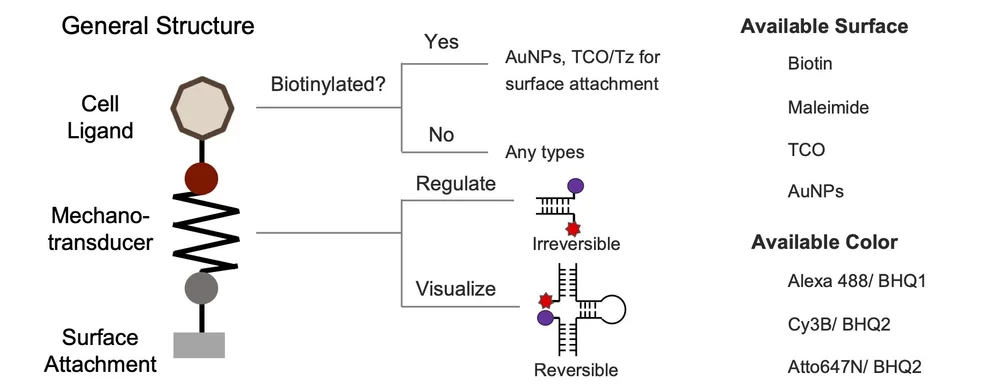 Available Probes and Surface — Center on Probes for Molecular ...