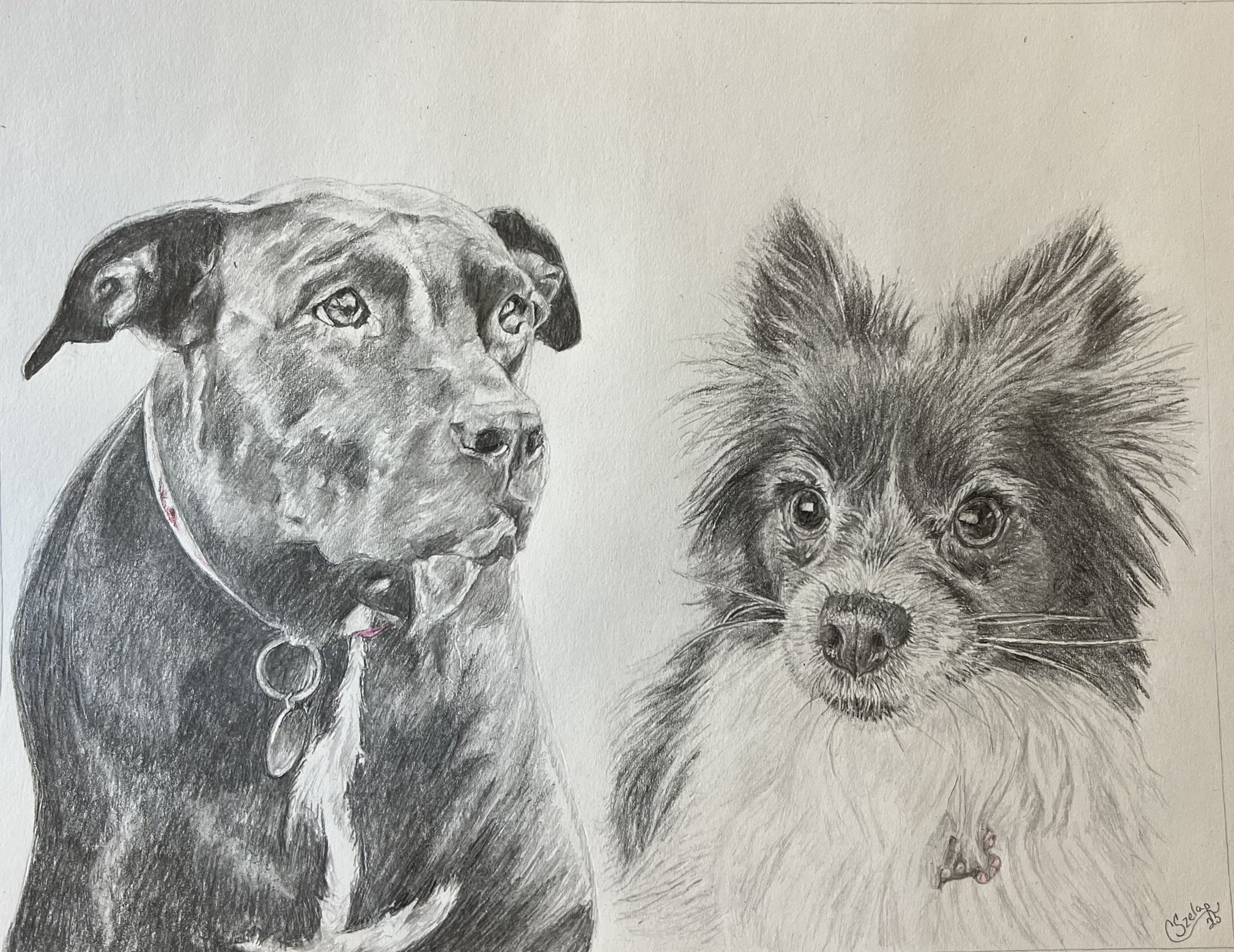 Personal Pet sketch with 2 dogs