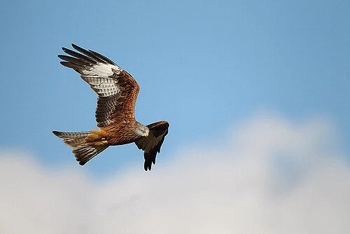Red Kite in flight