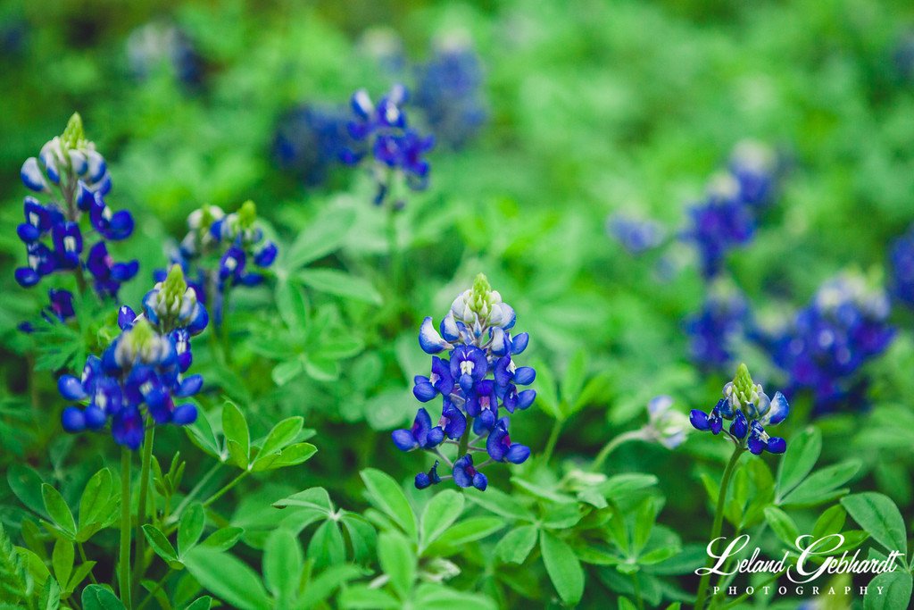 Bluebonnets in April at Hideout on the Horseshoe.jpg