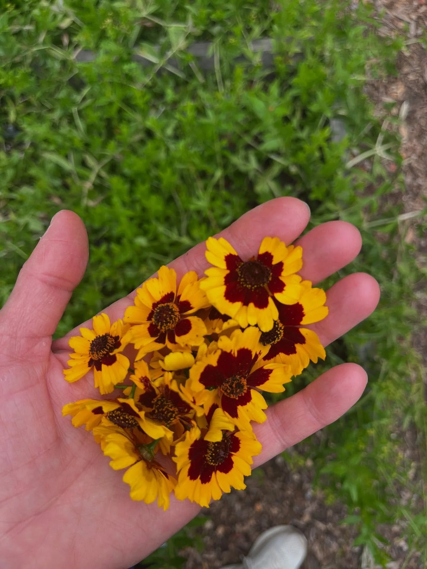 June- in the dye garden

#botanicaldye 
#naturaldyes 
#coreopsis 
#dyerschamomile 
#rosemary