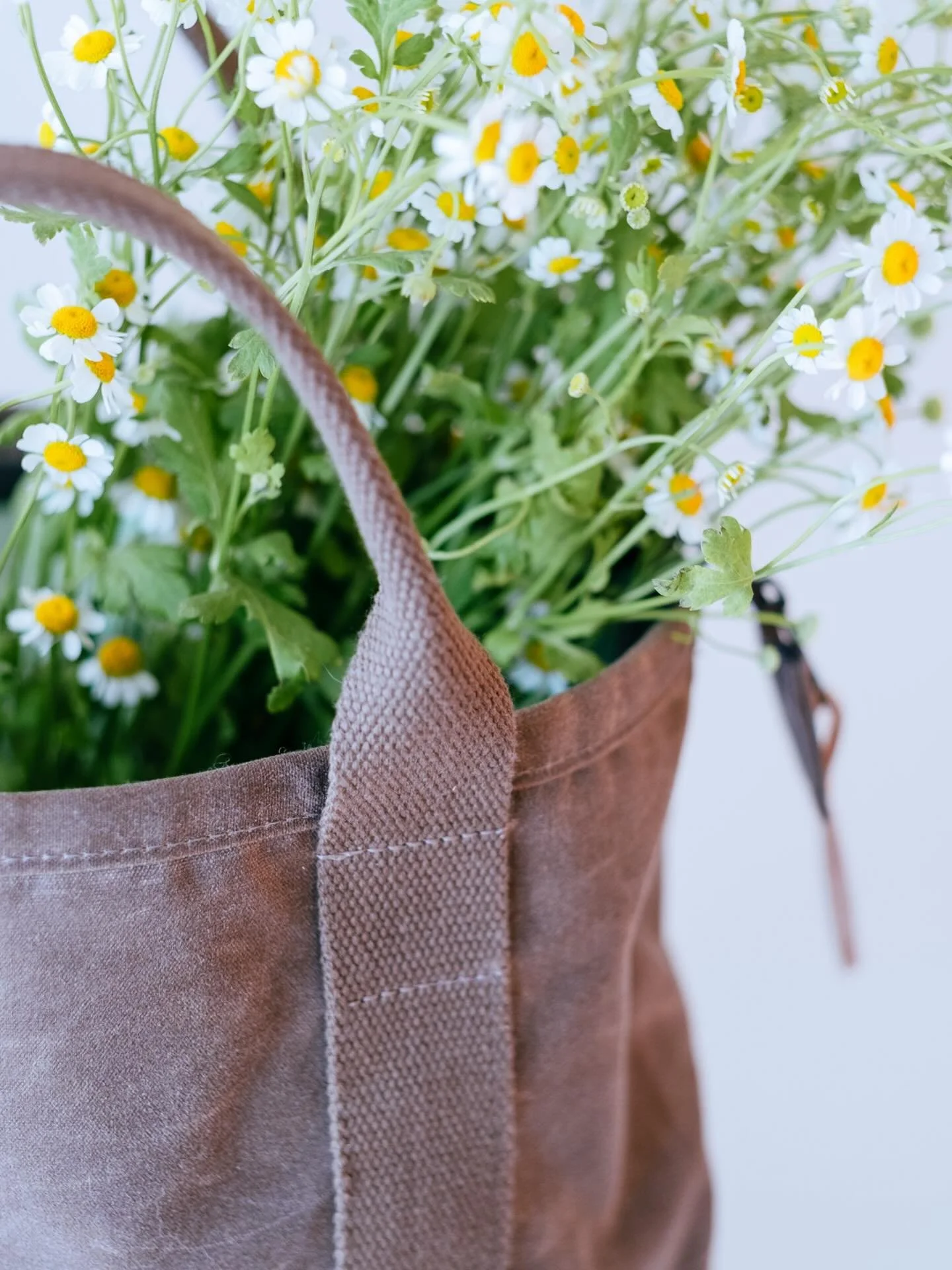 Spring is here 🌼 

Waxed canvas and botanically dyed bags in some new colors will be on the website this week.