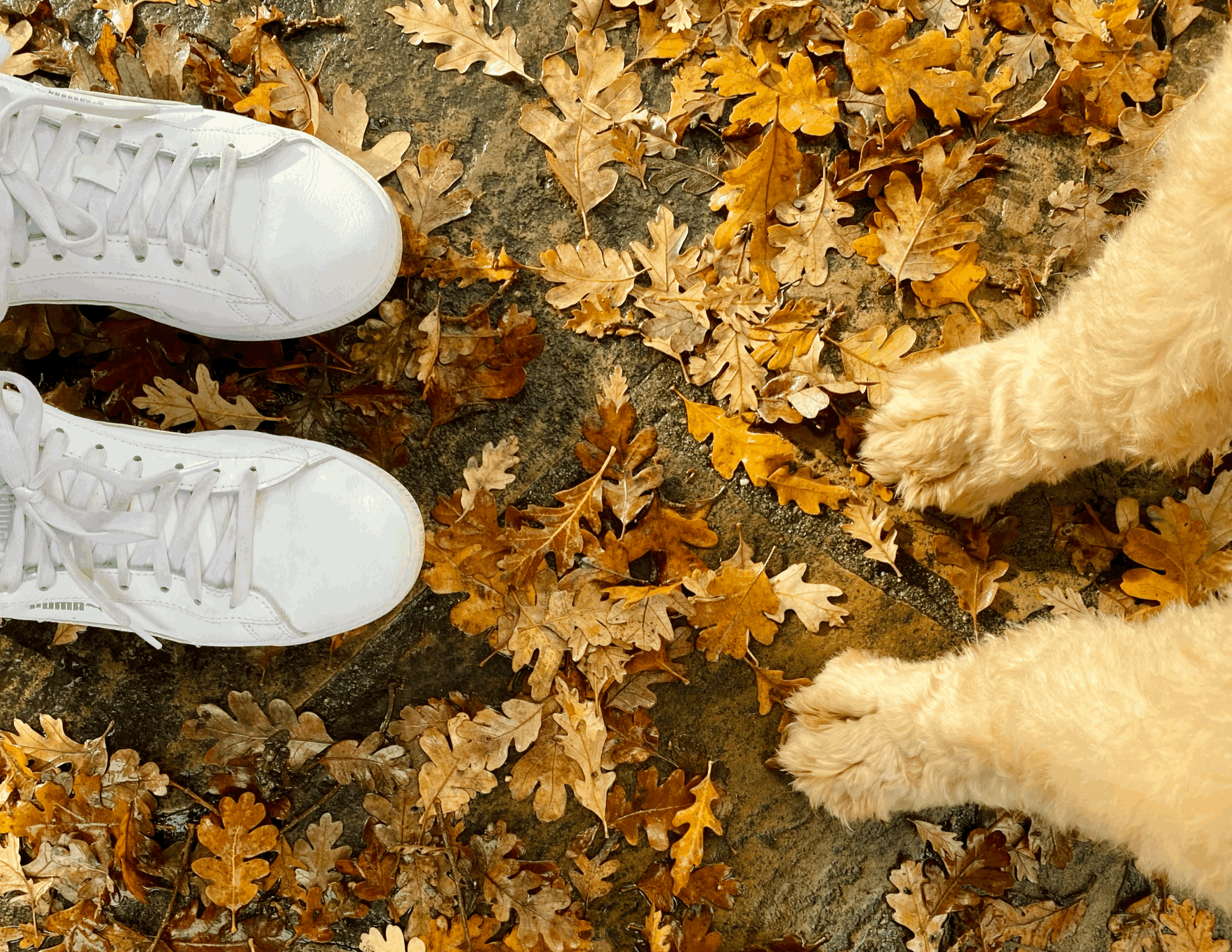 Is Your HoneyBook Costing You Clients? 7 Signs Your CRM Is Quietly Holding You Back