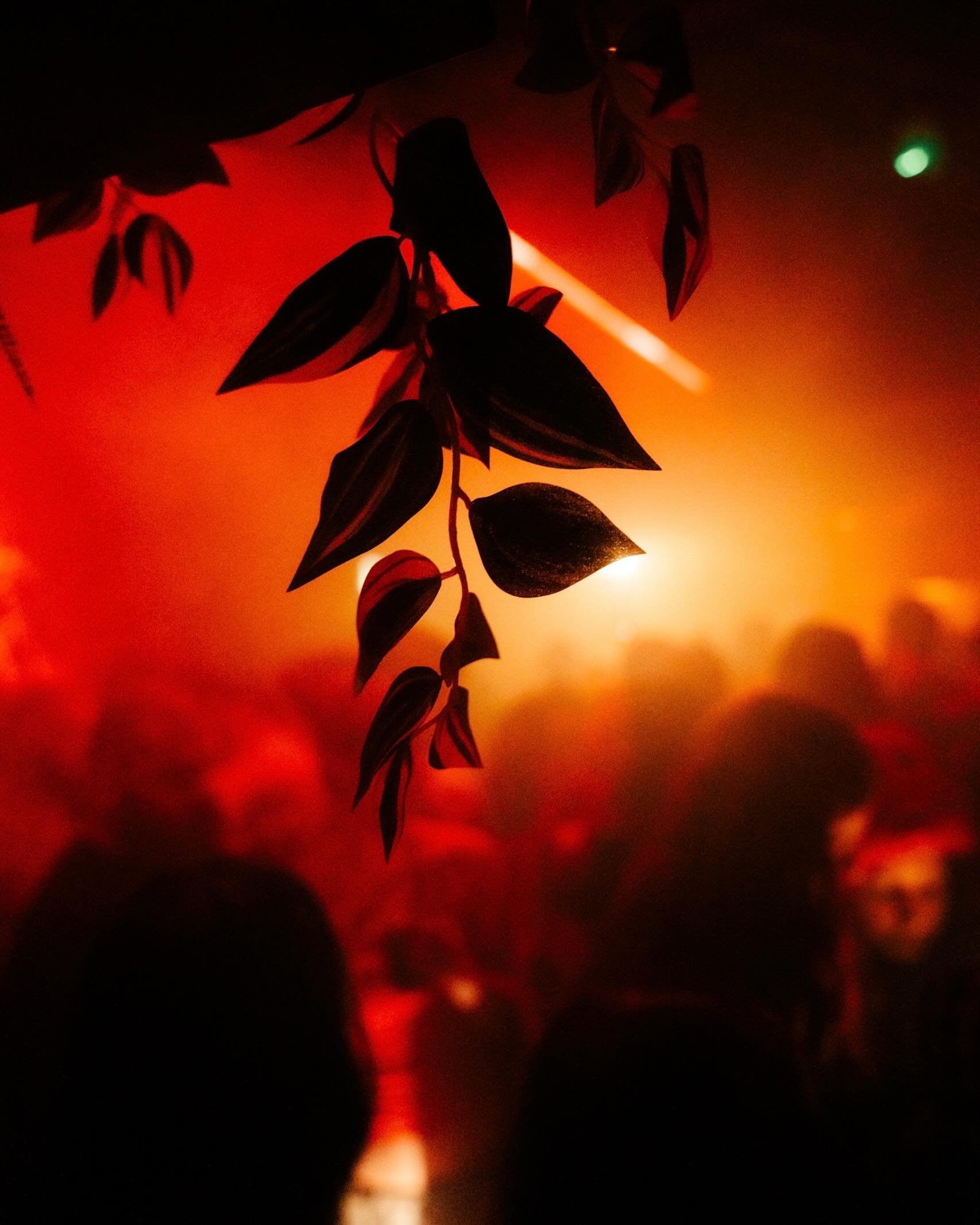 Back under the plants this weekend 🪴

Check out what&rsquo;s on below!

Tickets + info for all events via the link in our bio 🔗

FRIDAY: Foggy Notions presents Adrian Crowley Live 

SATURDAY: Tengu x Starlight Project w/ Dr Banana
	
See you in the 