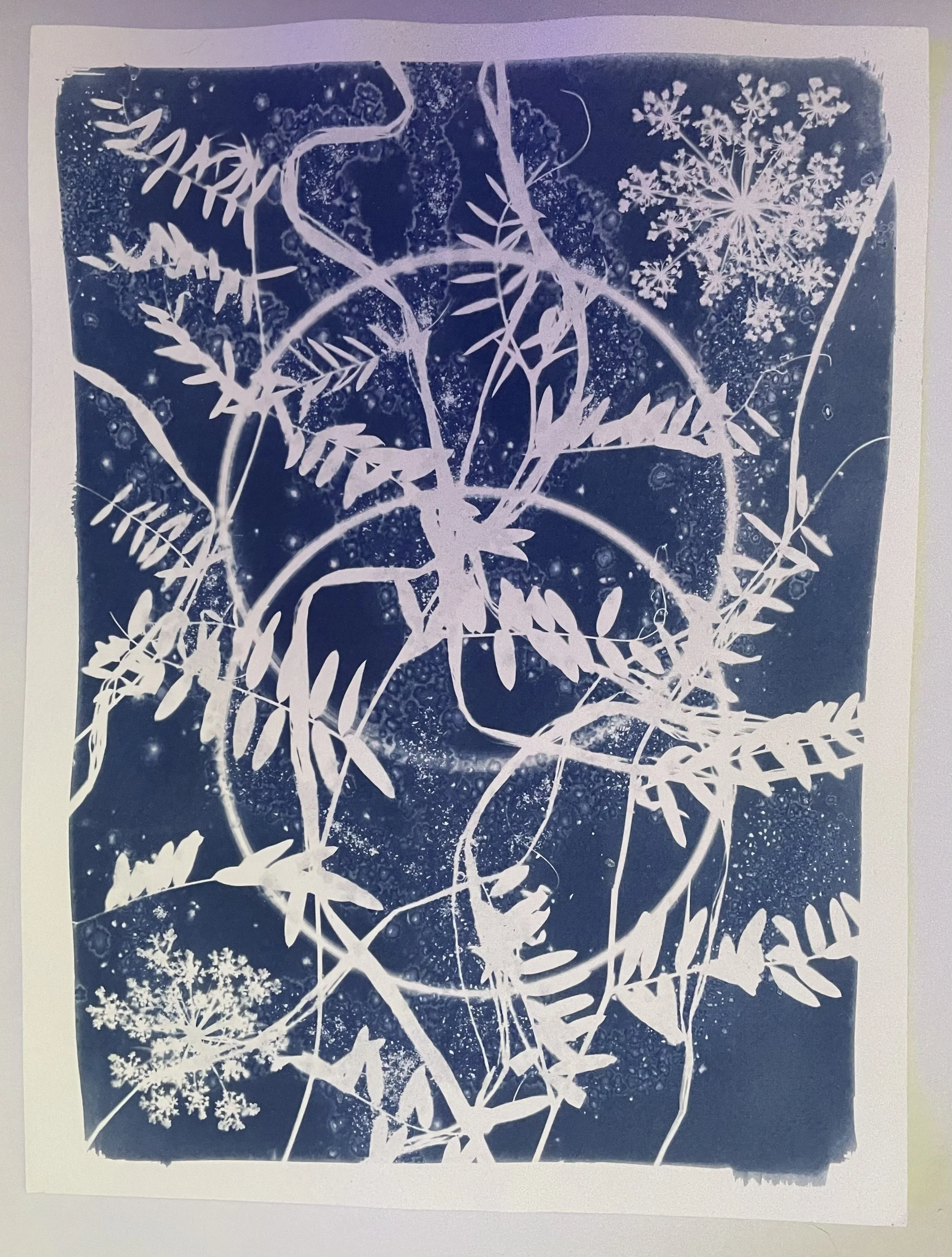 Syzygy
9”x12” in thick black frame
Botanical Cyanotype on watercolor paper
created with sea salt and collections from the garden 
SOLD