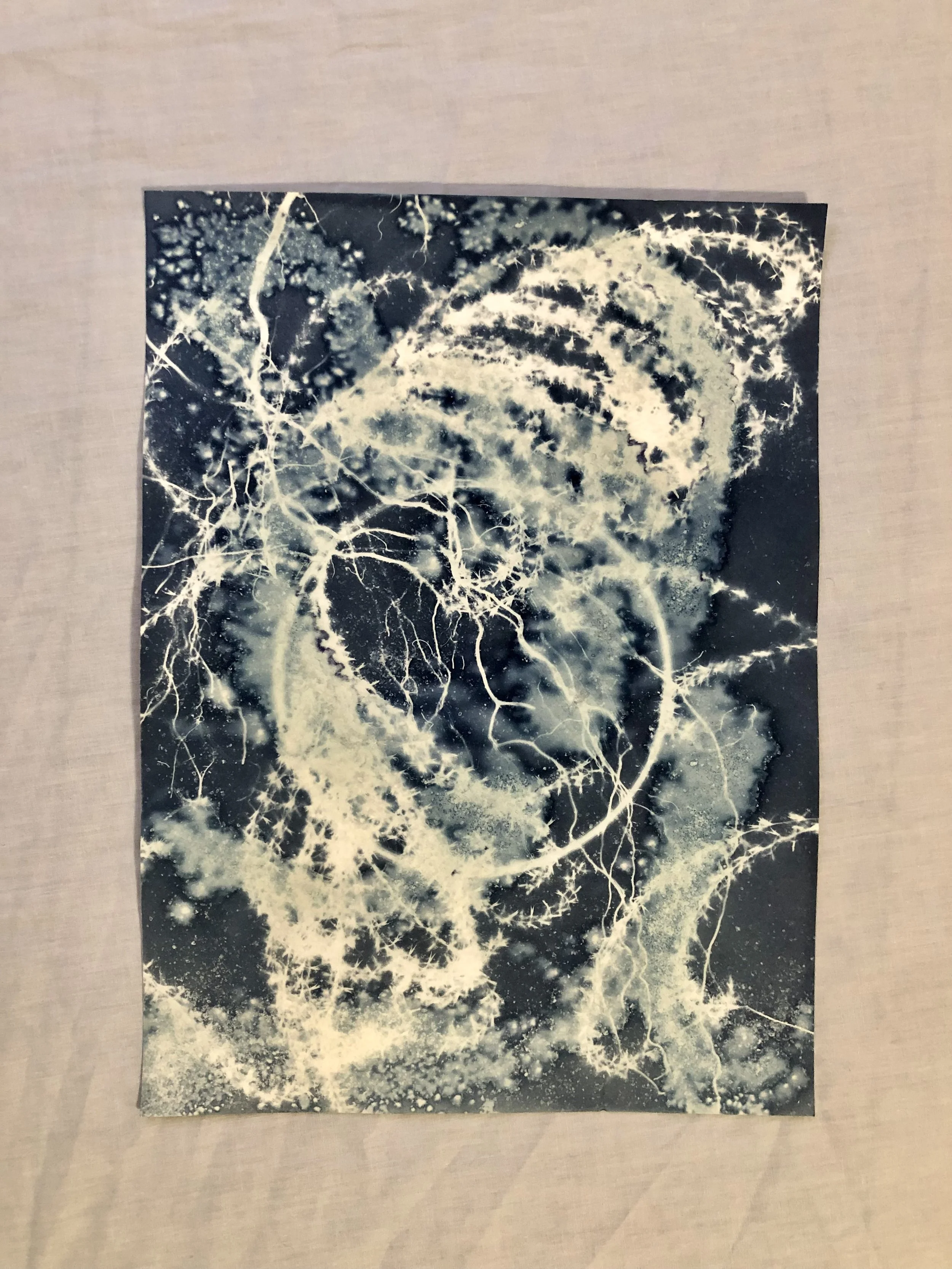 Unknown Caller
(Dreams from the Deep: 2023)
9”x12”
Cyanotype on watercolor paper, created with foraged botanicals and plant roots from the garden and woods, sea salt, vinegar
$165 (framed)