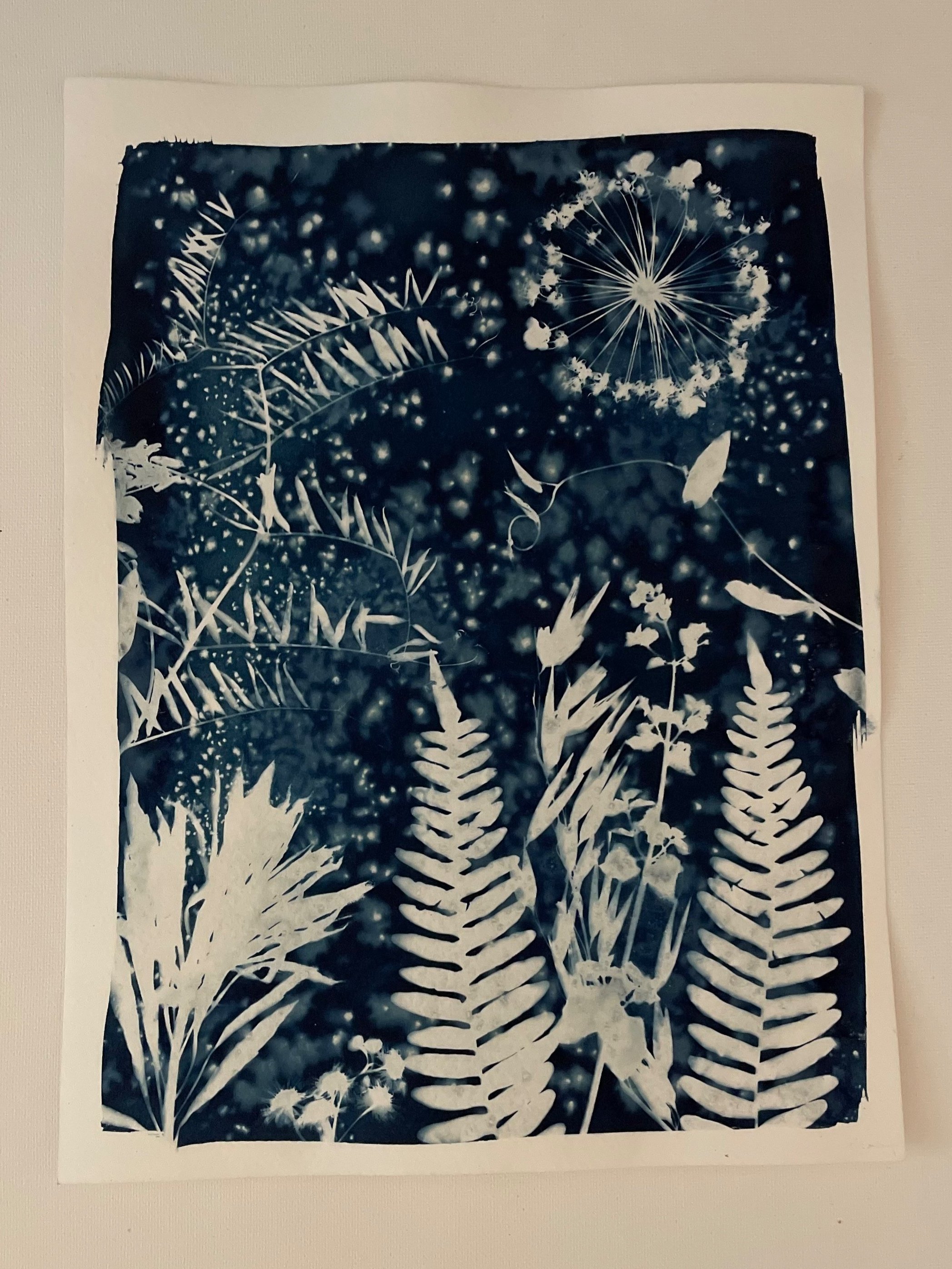 Celestial Harvest
9”x12”
Botanical Cyanotype on watercolor paper
created with sea salt and collections from the garden 
$115 (framed)