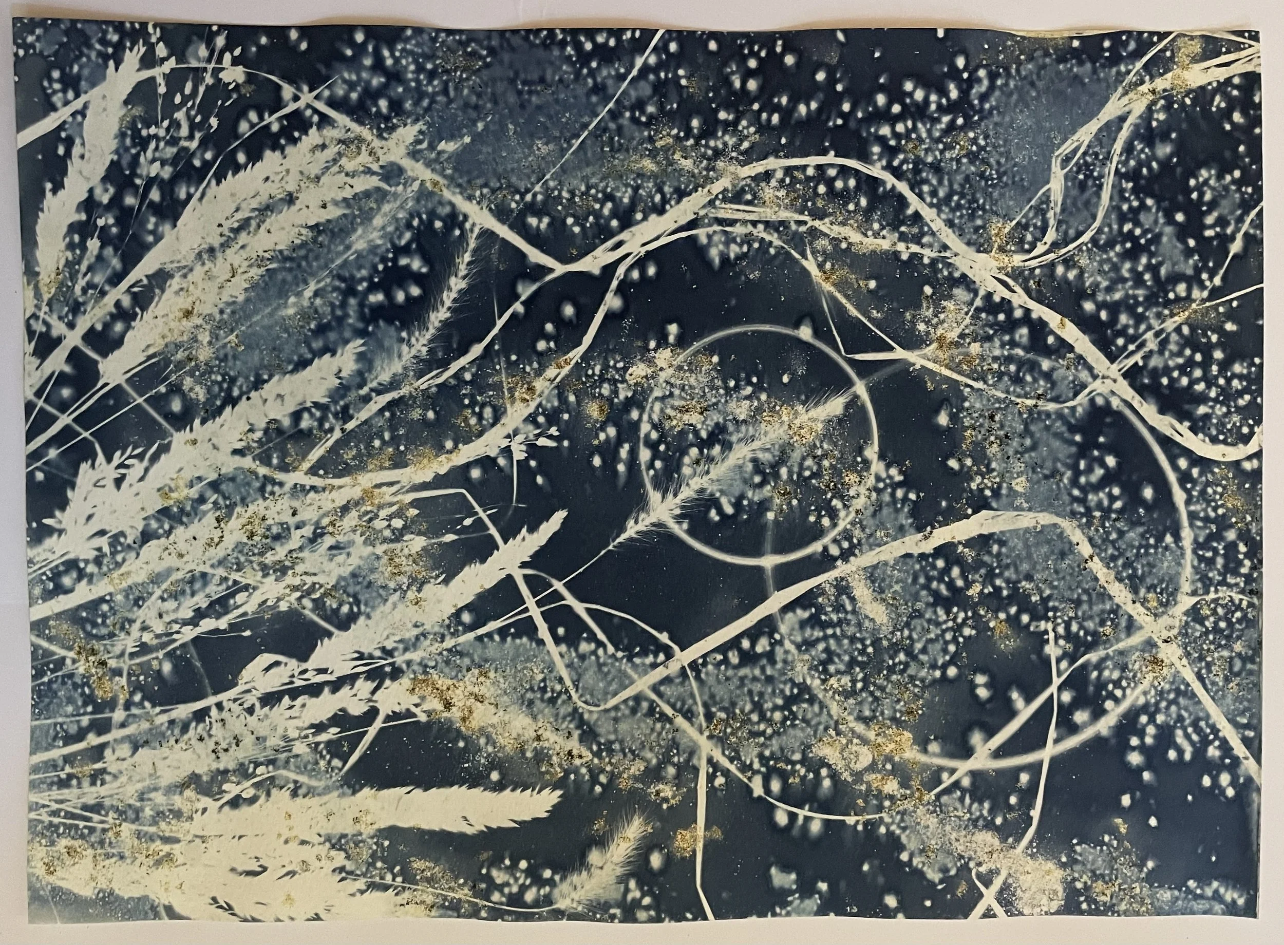 Eclipse 
(Cosmic Garden 2022)
11”x15”
Botanical Cyanotype on watercolor paper
created with sea salt, turmeric, collections from the garden 
SOLD