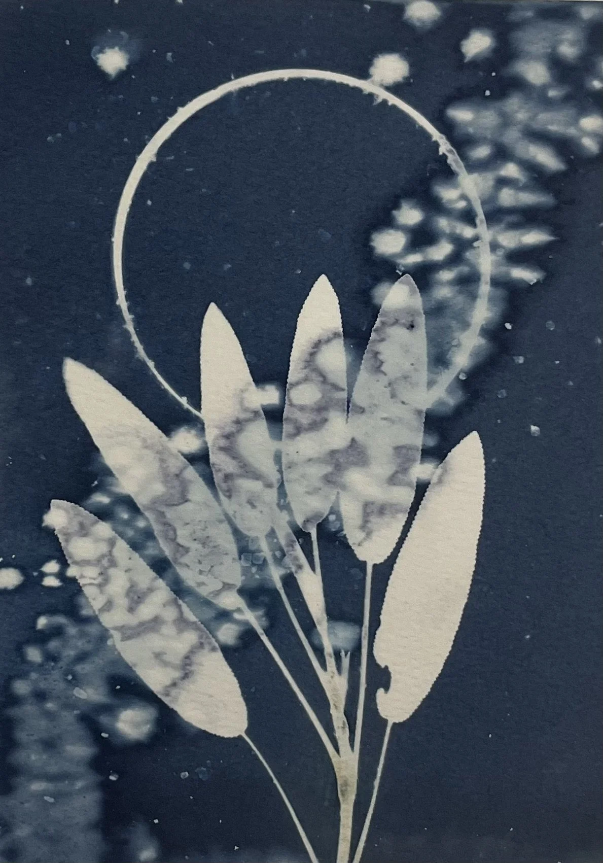 Thank you, Magic Sage
5"x7"
Cyanotype