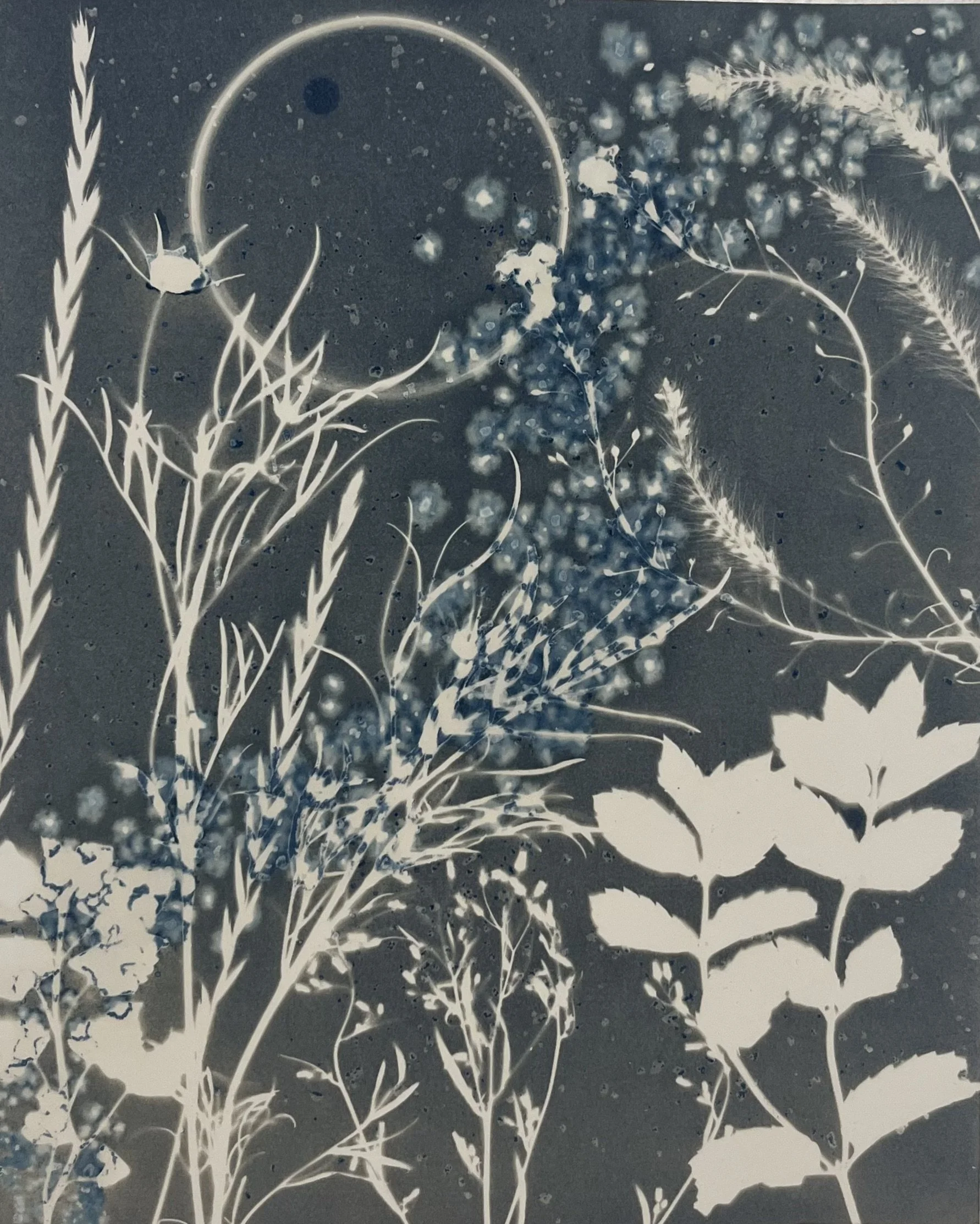 Garden Harvests
8"x10"
Cyanotype