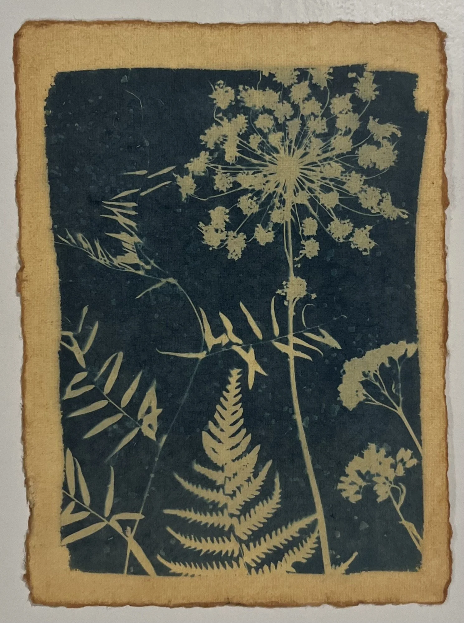 Bug Bite Constellations
5"x7"
Cyanotype 