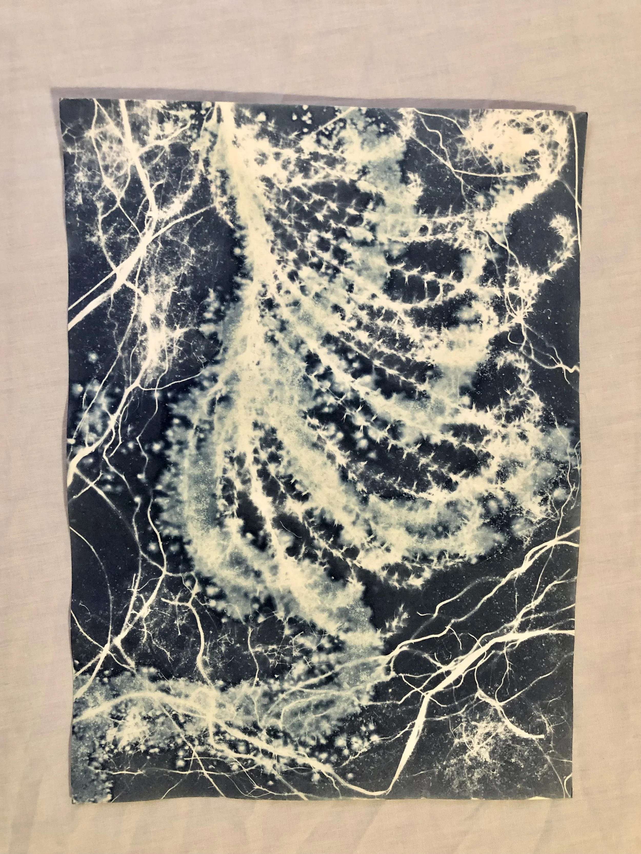 Nematocyst
(Dreams from the Deep: 2023)
9”x12”
Cyanotype on watercolor paper, created with foraged botanicals and plant roots from the garden and woods, sea salt, vinegar
$125 (unframed)
