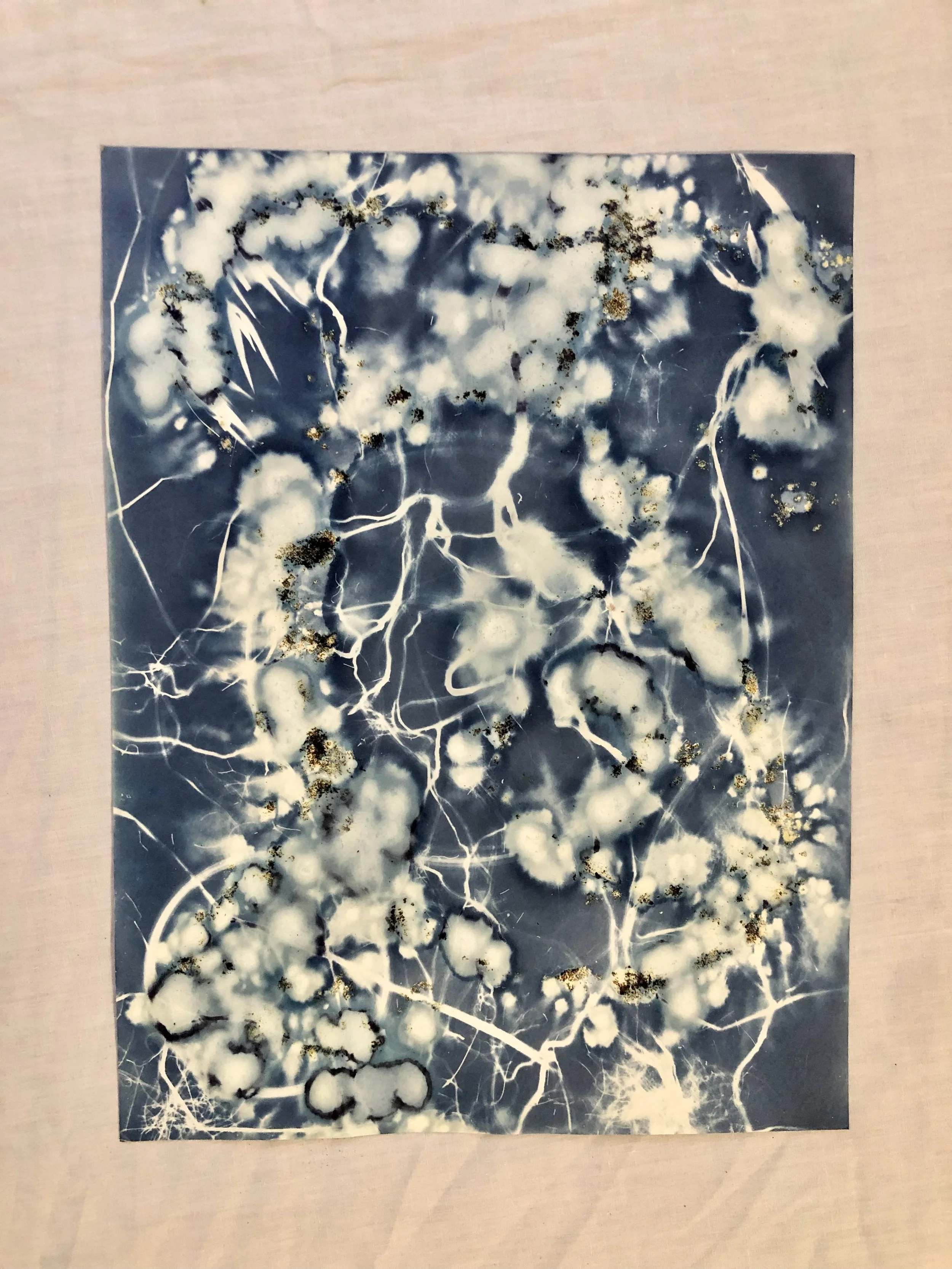 The Bends
(Dreams from the Deep: 2023)
9”x12”
Cyanotype on watercolor paper, created with foraged botanicals and plant roots from the garden and woods, sea salt, vinegar
$125 (unframed)