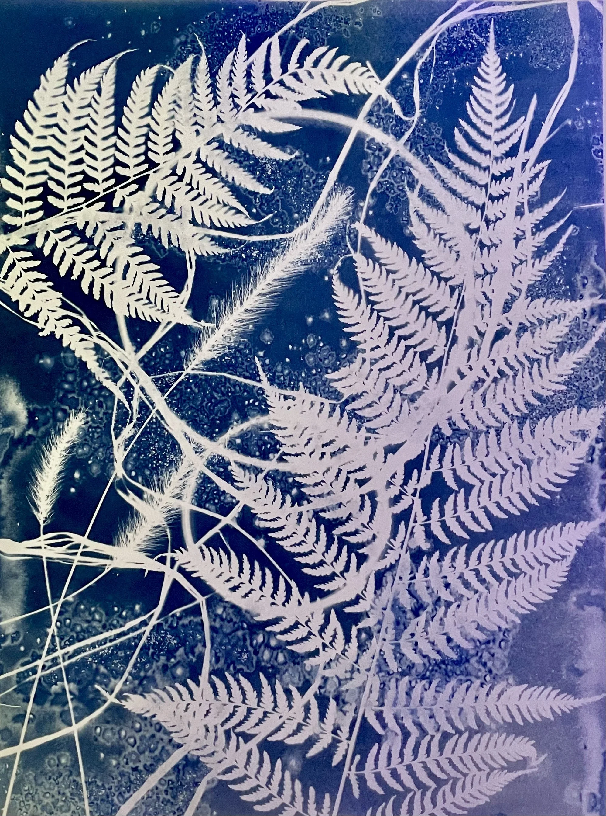 A Closer Look
9”x12” in floating frame
Botanical Cyanotype on watercolor paper
created with sea salt and collections from the garden 
$250 (framed)
