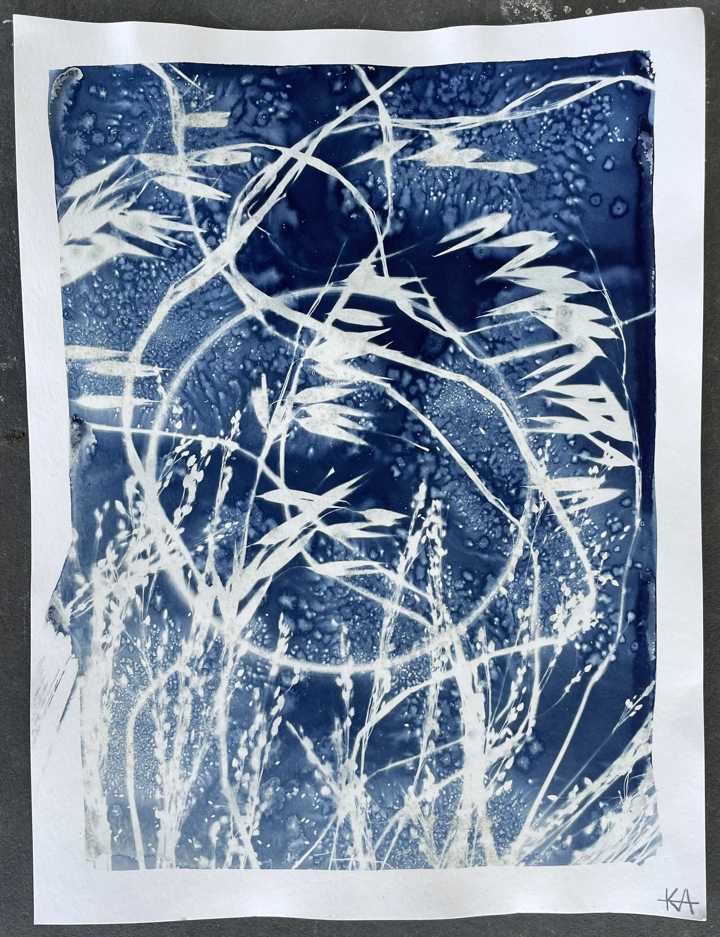 Outer Limits
9"x12"
Botanical Cyanotype on watercolor paper
Available at Homegrown in PVD, RI