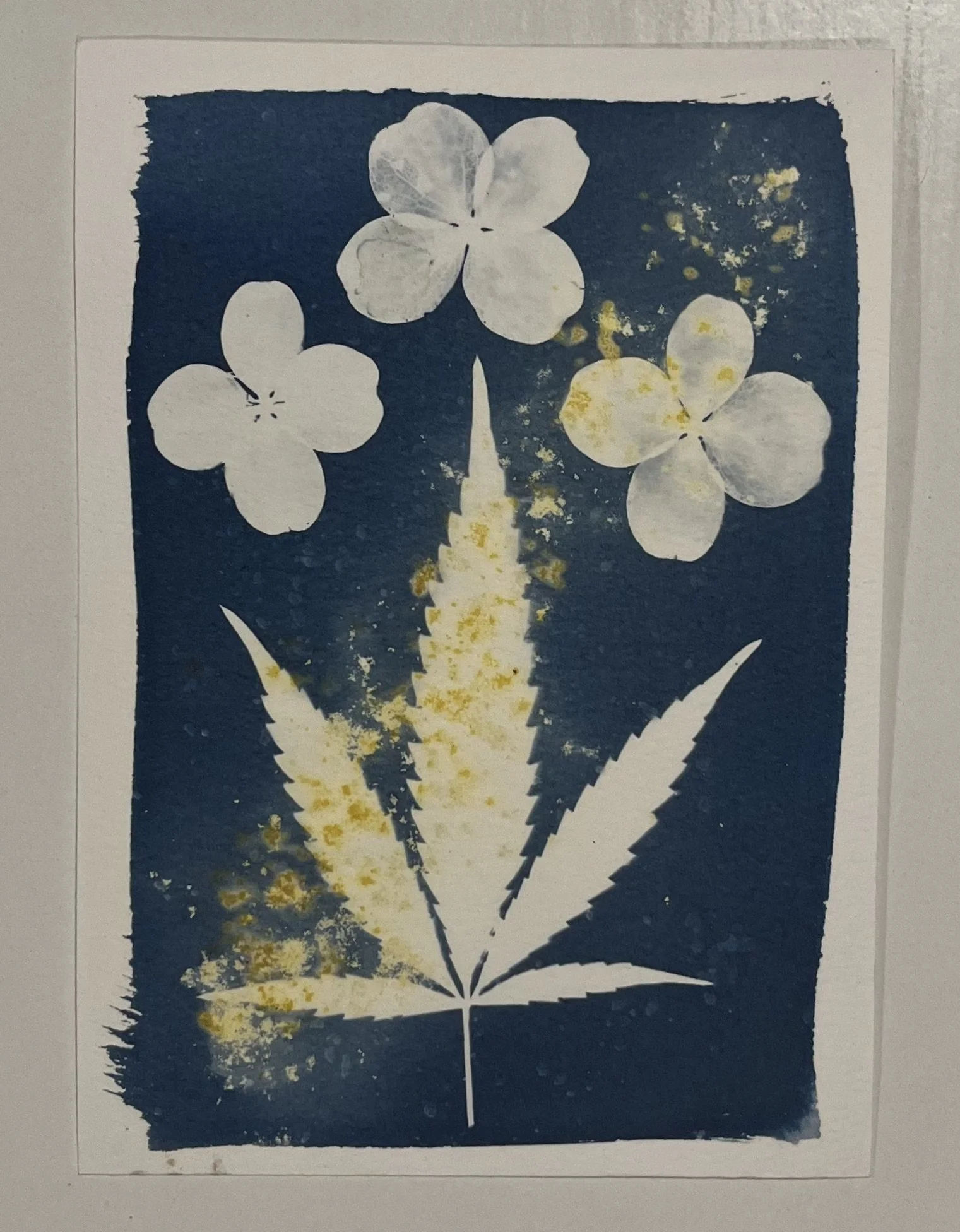 Big Feelings in Cancer Season
5"x7"
Cyanotype 