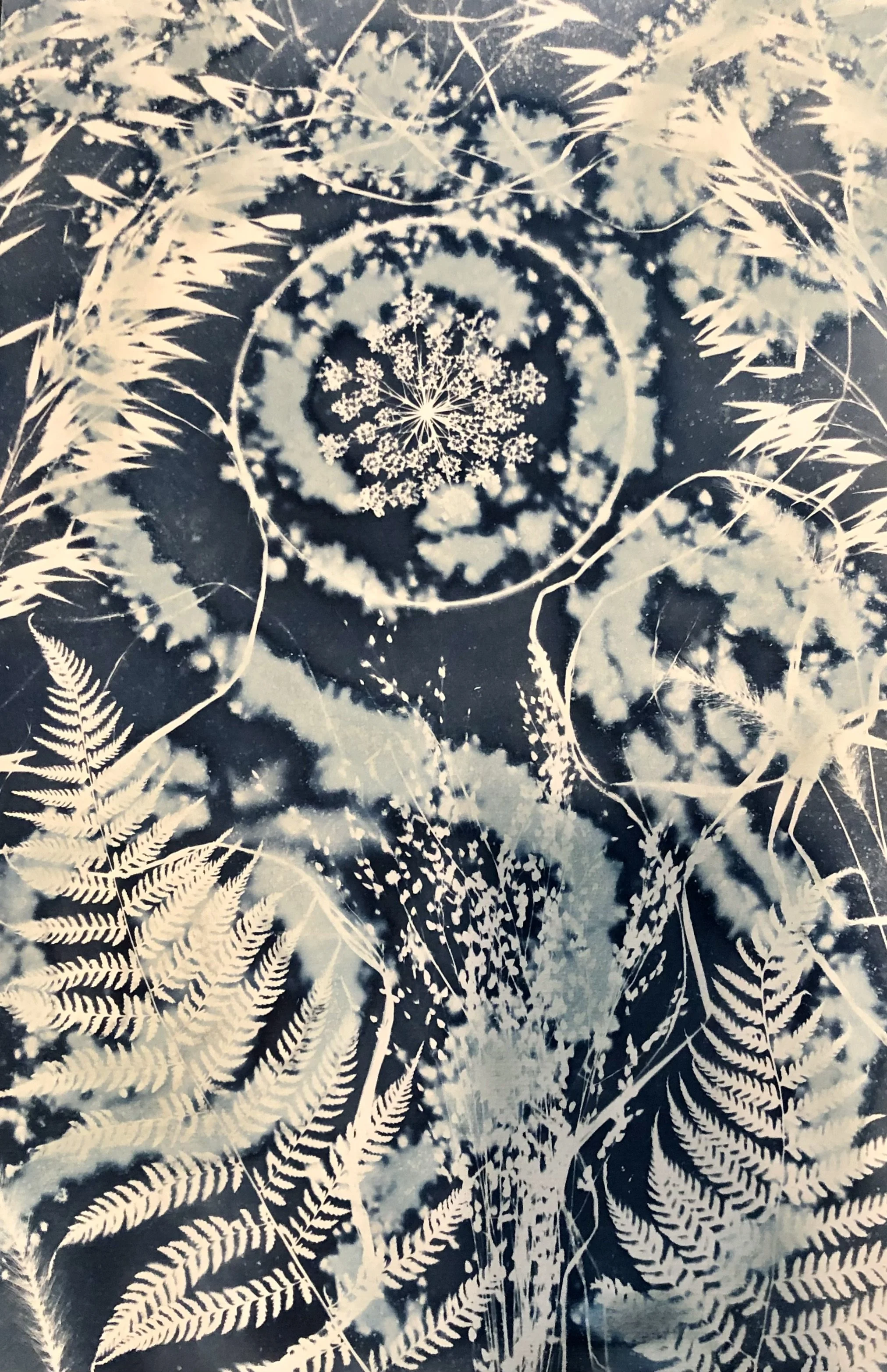 Once in a Lifetime
12”x18”
Botanical Cyanotype on watercolor paper
created with sea salt, collections from the garden 
$400 (framed) 