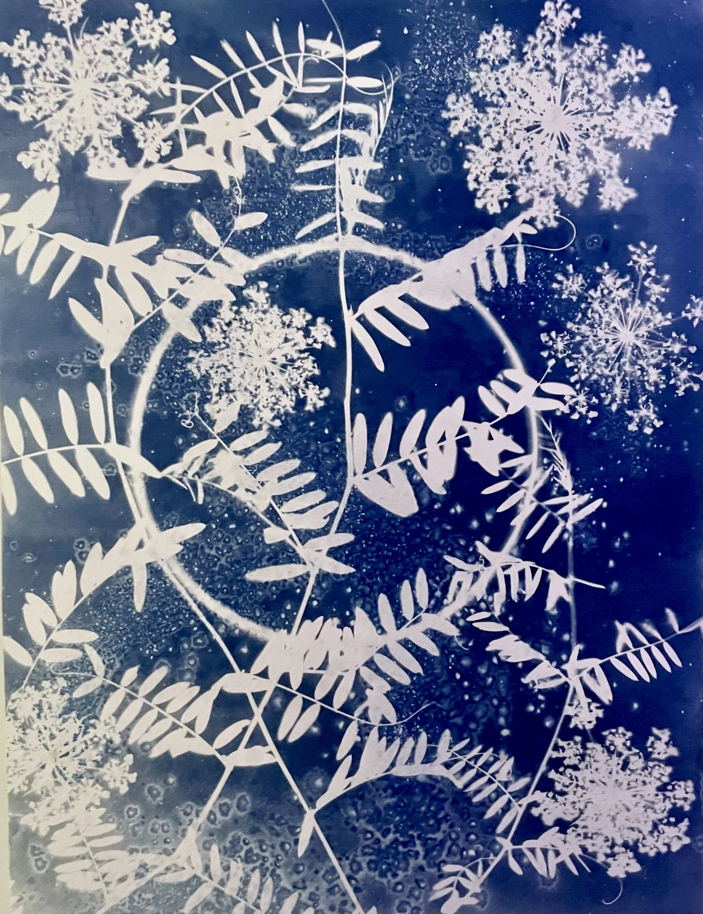 Summers End
9”x12” in floating frame
Botanical Cyanotype on watercolor paper
created with sea salt and collections from the garden 
$250 (framed)
