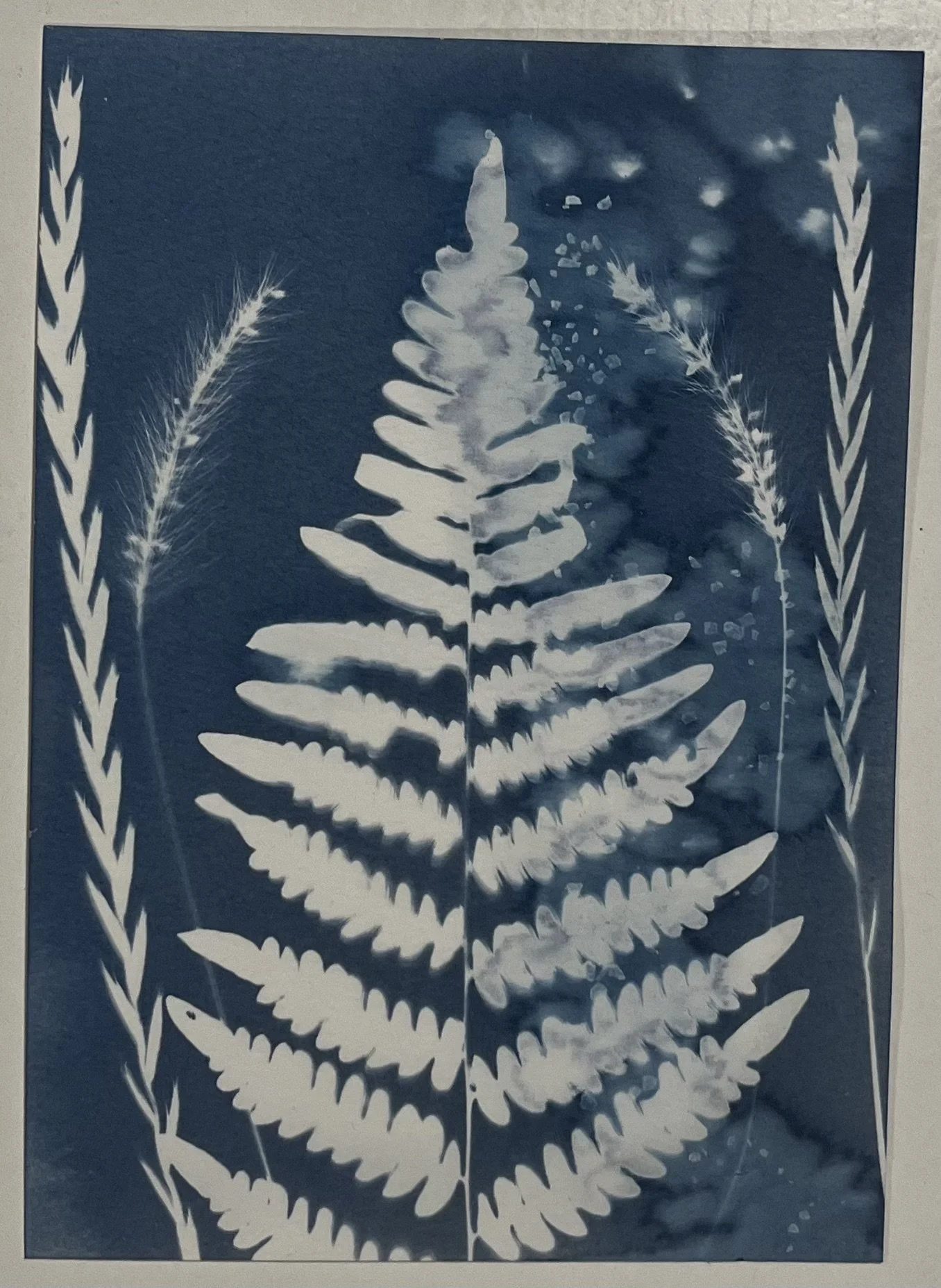 Leo Season Fern
5"x7"
Cyanotype
