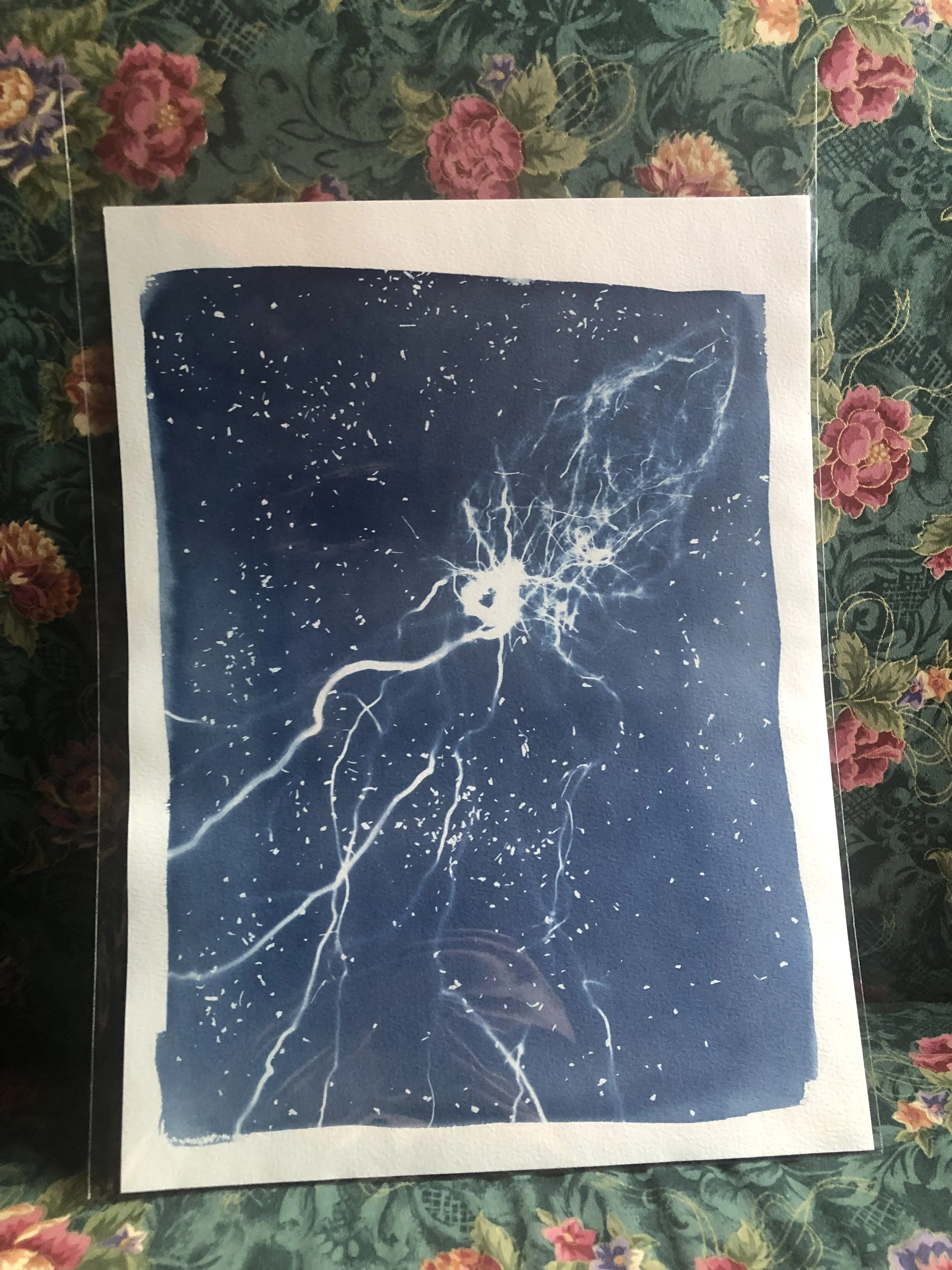 Mini Cephalopod
9"x12"
sold