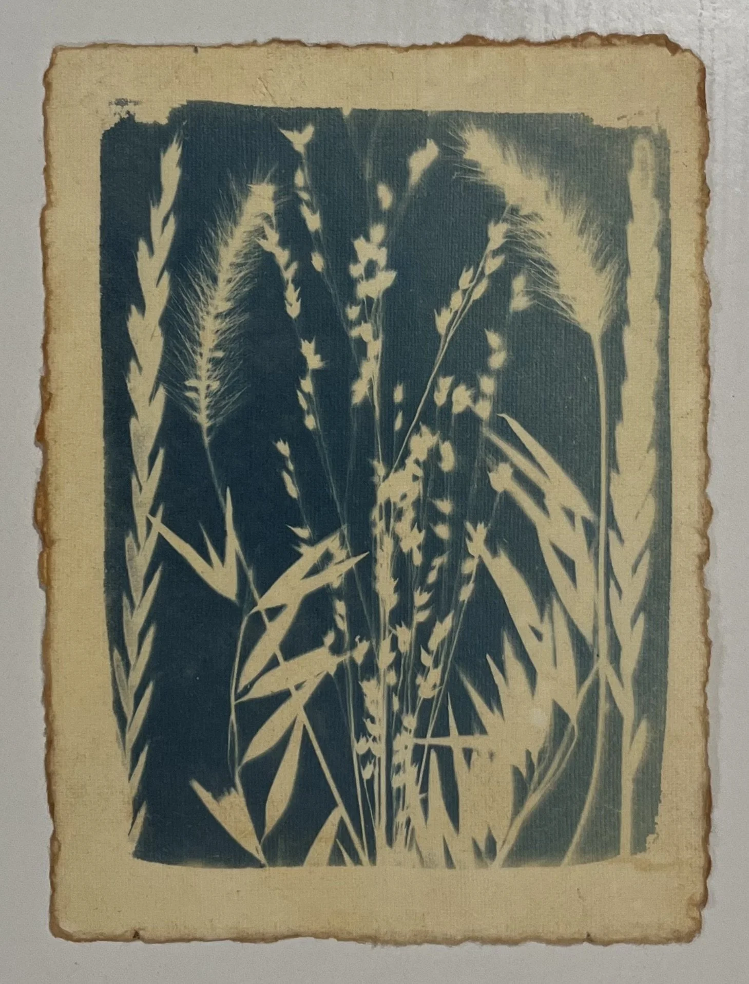 Forever Fields
5"x7"
Cyanotype