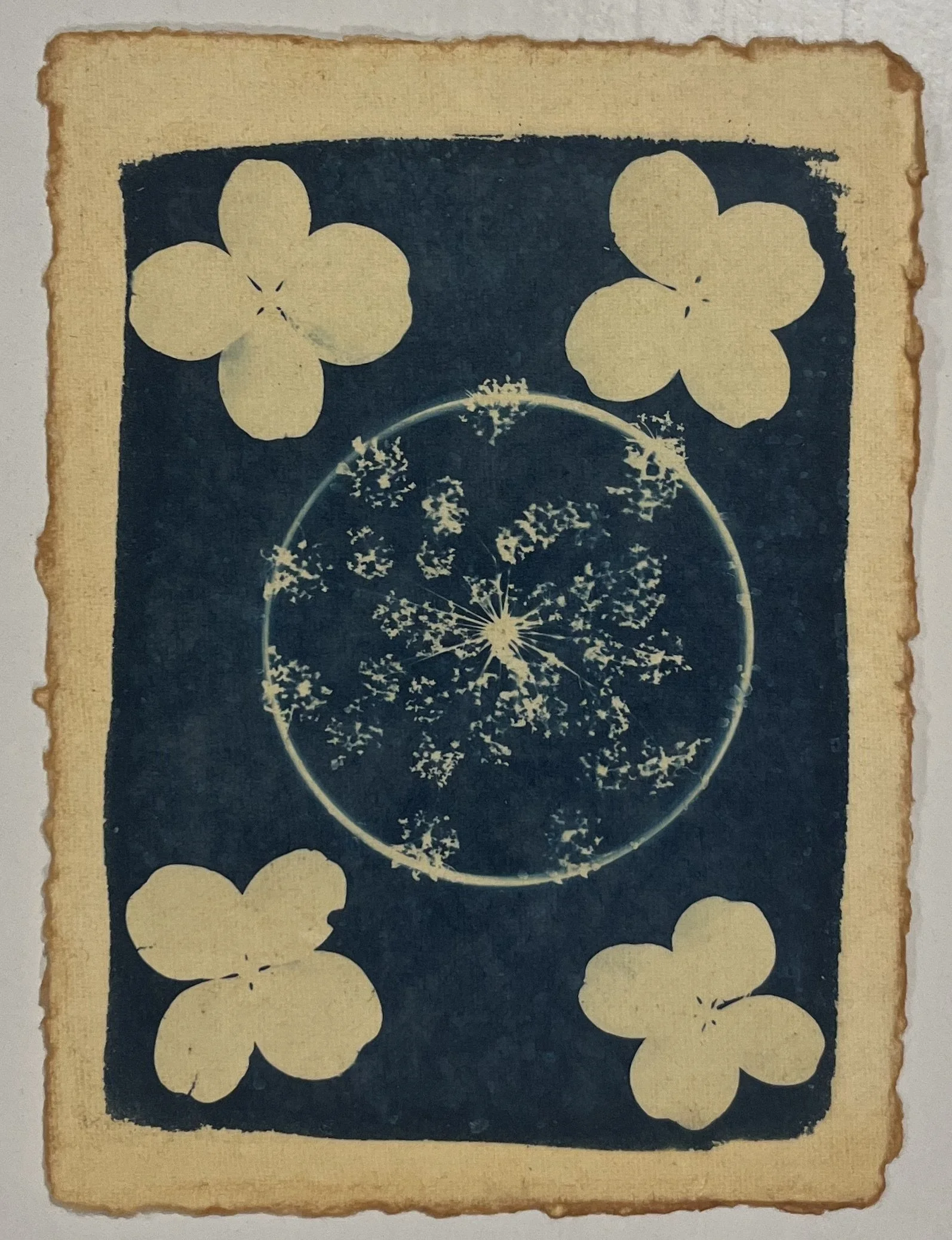 Let it Out
5"x7"
Cyanotype