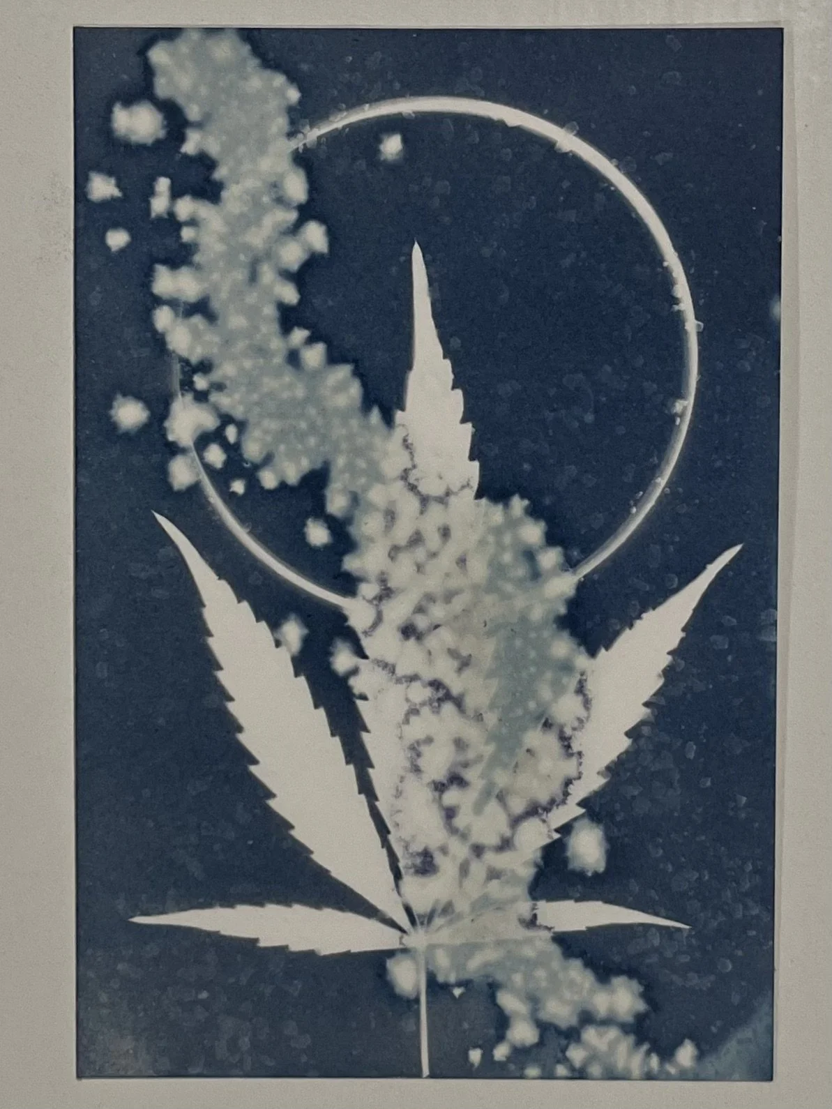 Dazed 
4"x6" 
Cyanotype