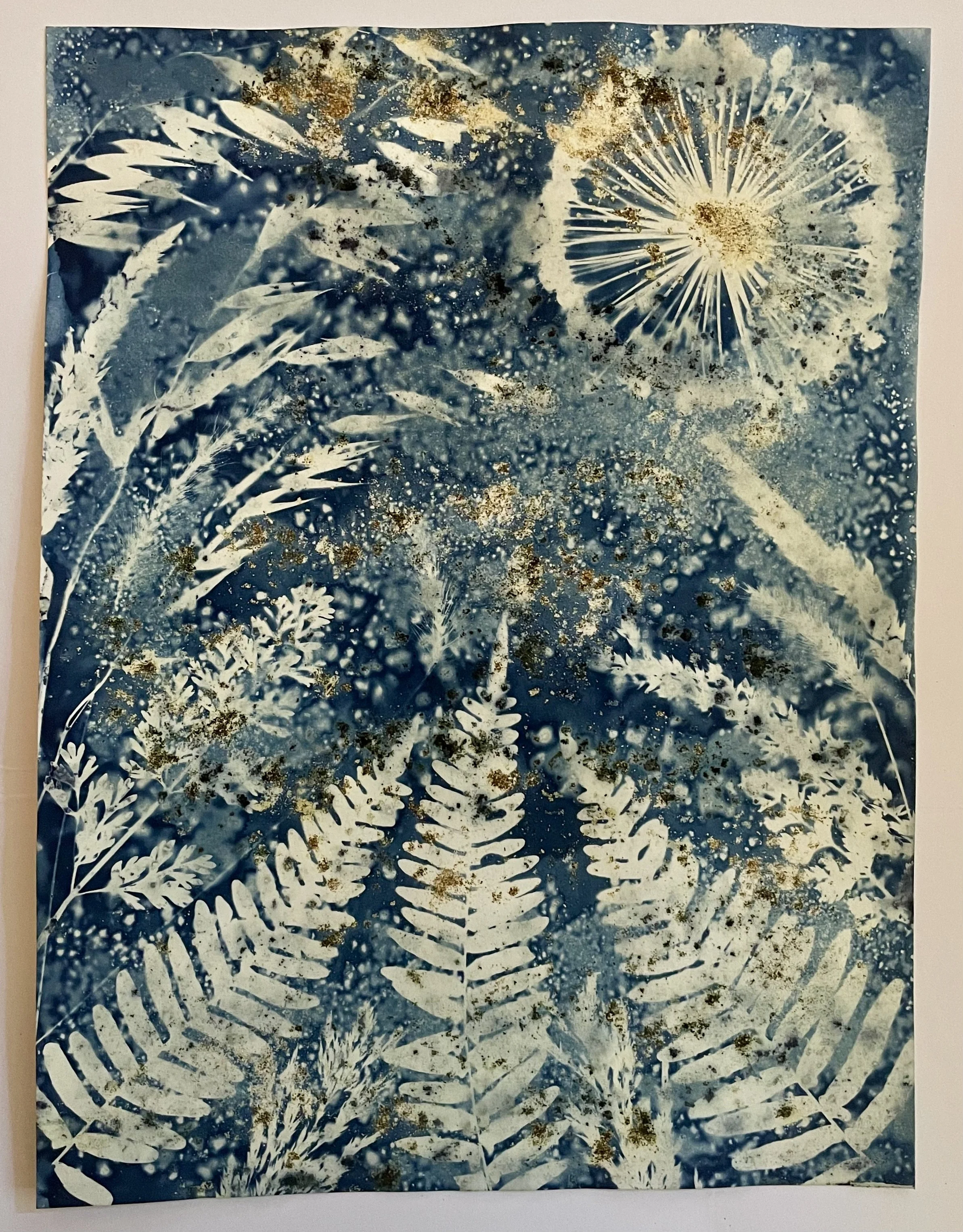 Voyager Golden Records
9”x12”
Botanical Cyanotype on watercolor paper
created with sea salt, turmeric, and collections from the garden 
SOLD