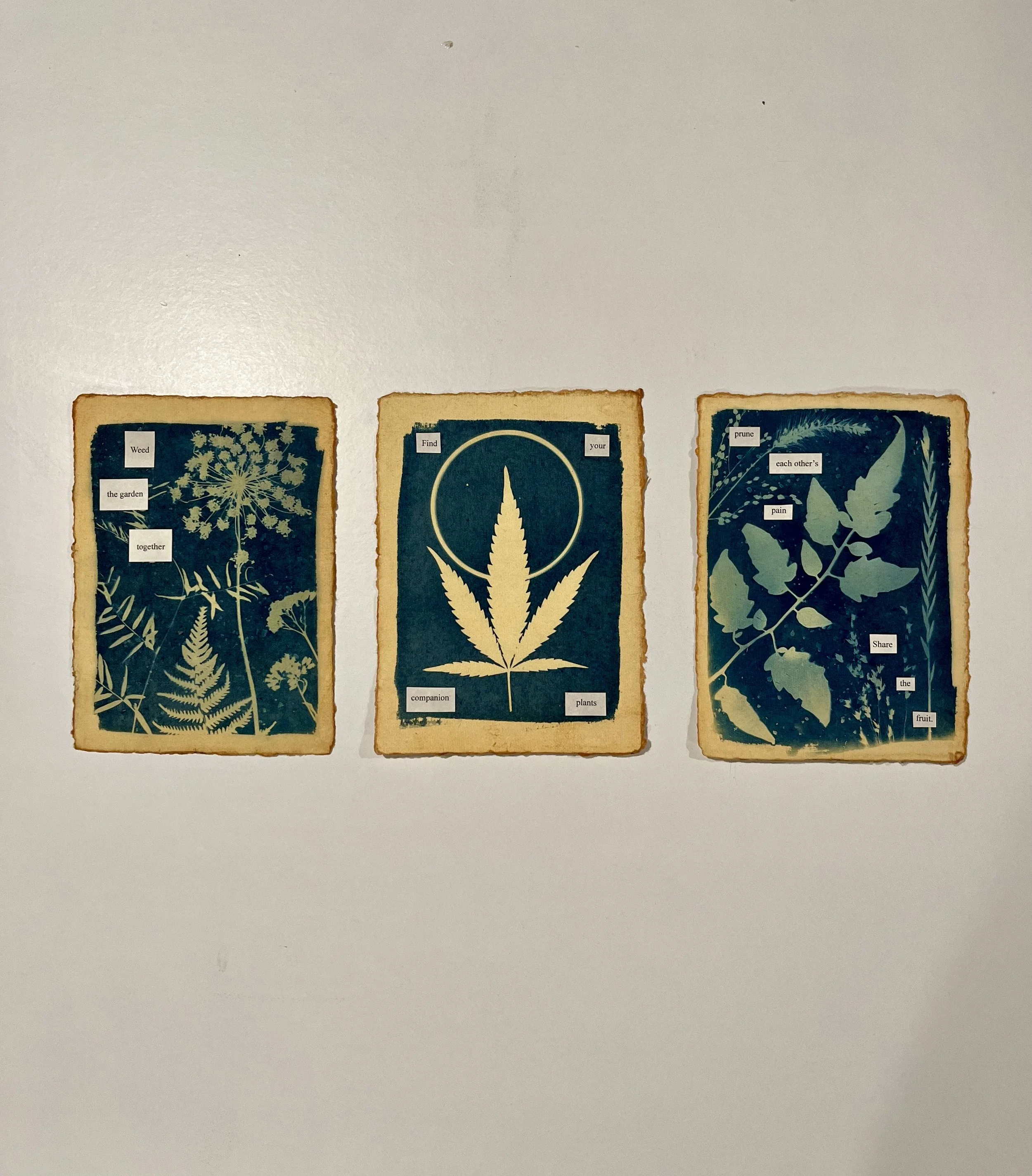 Companion Plants 
Set of 3 5"x7" Mixed Media Cyanotype
