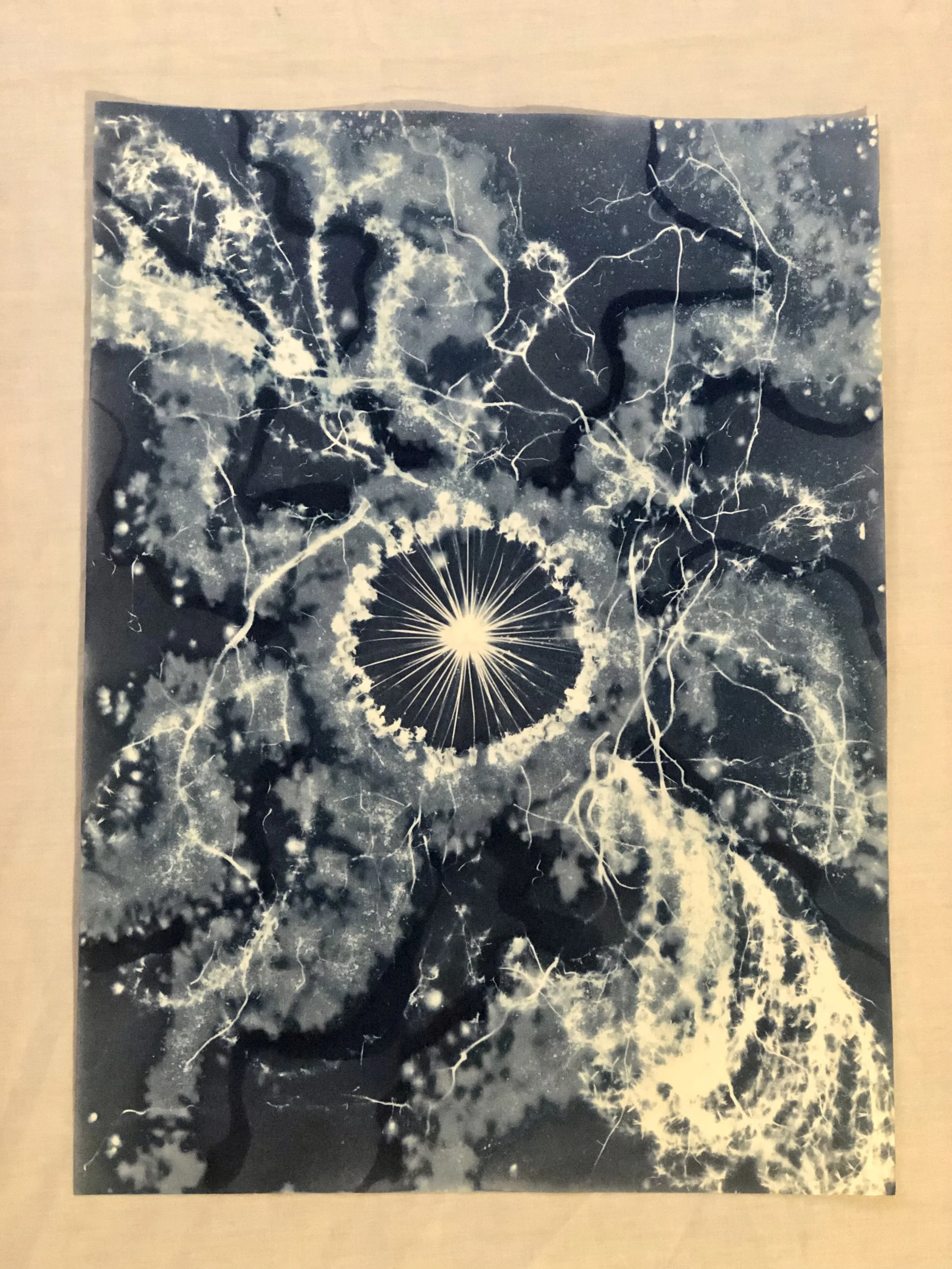 Acanthaster: The Dream Voyeur
(Dreams from the Deep: 2023)
11”x15”
Cyanotype on watercolor paper, created with foraged botanicals and plant roots from the garden and woods, sea salt, vinegar
$350 (framed)