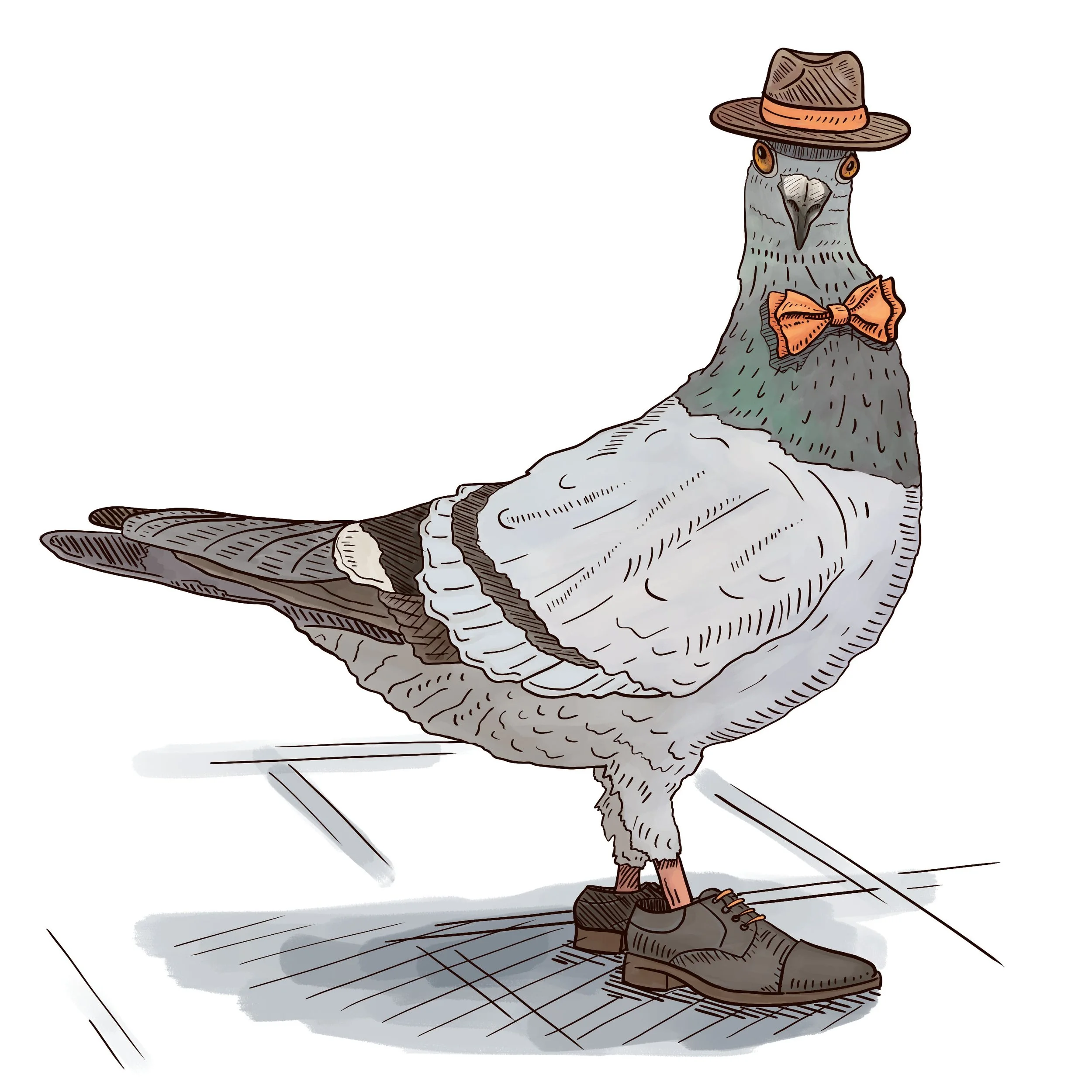 Pigeon