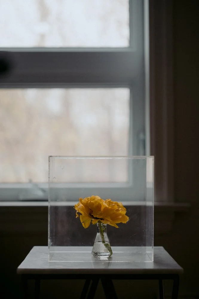 20-May-DanijelaGorley-tulipsinbox-014.JPG
