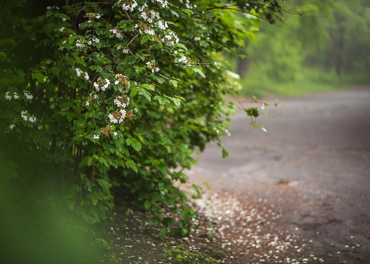 ．
Poetry of fallen petals.
．
European cranberry bush / guelder rose / viburnum opulus

Central Park, NYC
&copy;Kristina Clark, 2022

#mycentralpark 
#cranberrybush 
#guelderrose 
#viburnumopulus 
#crampbark 
#moodygrams 
#rainyday 
#fallenflowers 
#k