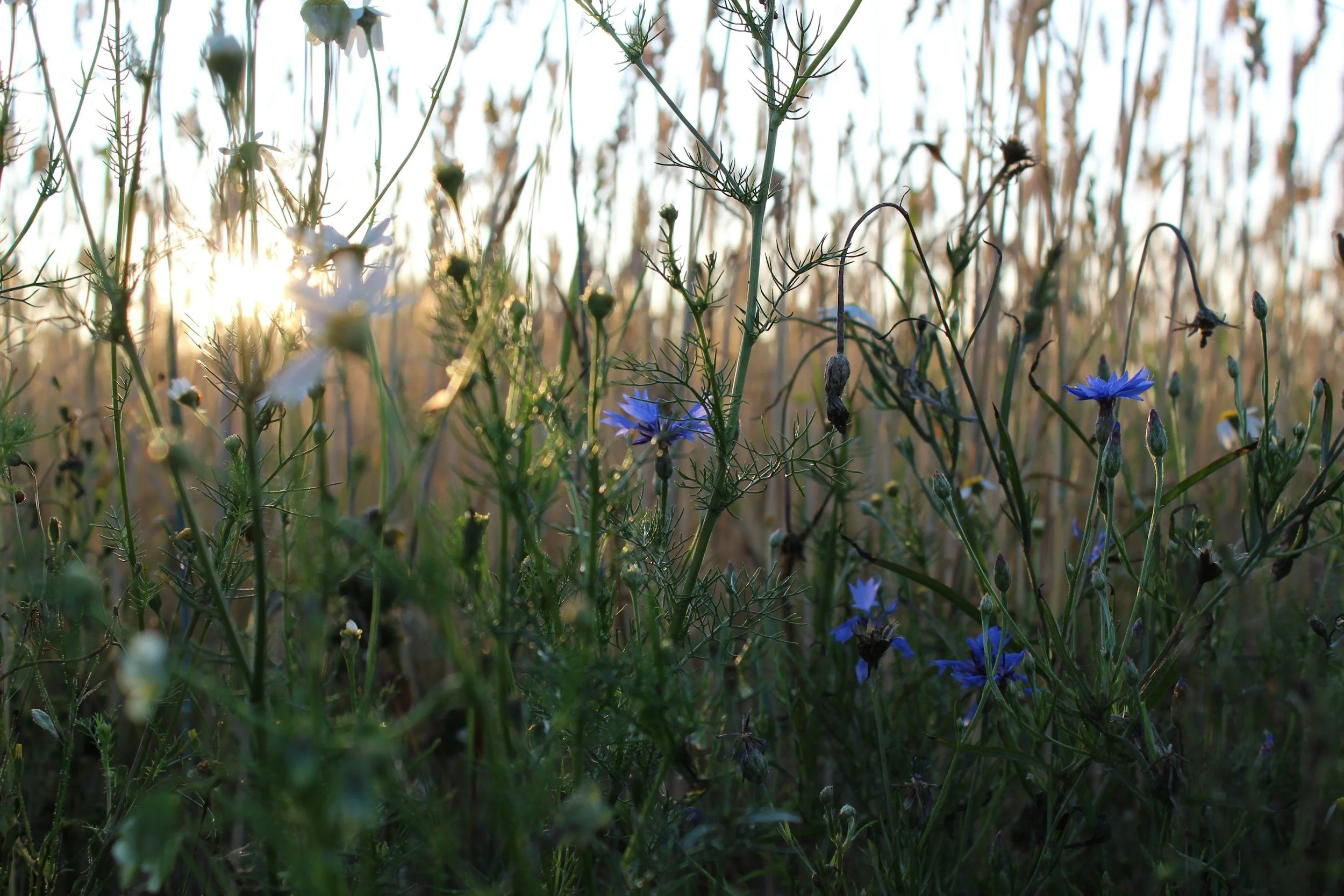 Devotional: A Season for Everything