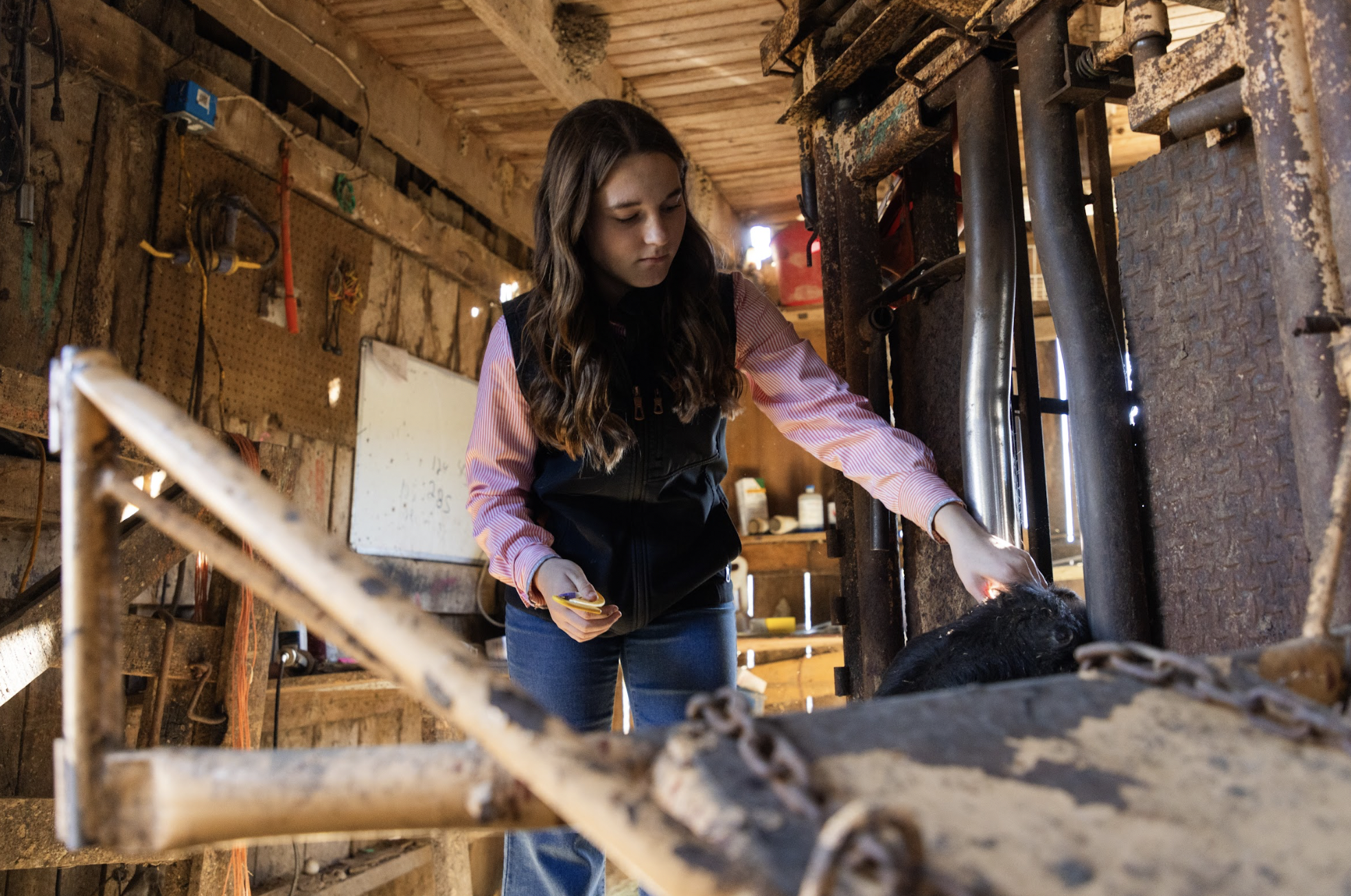 A young woman measuring a pig in a barn, with farm tools and equipment in the background.