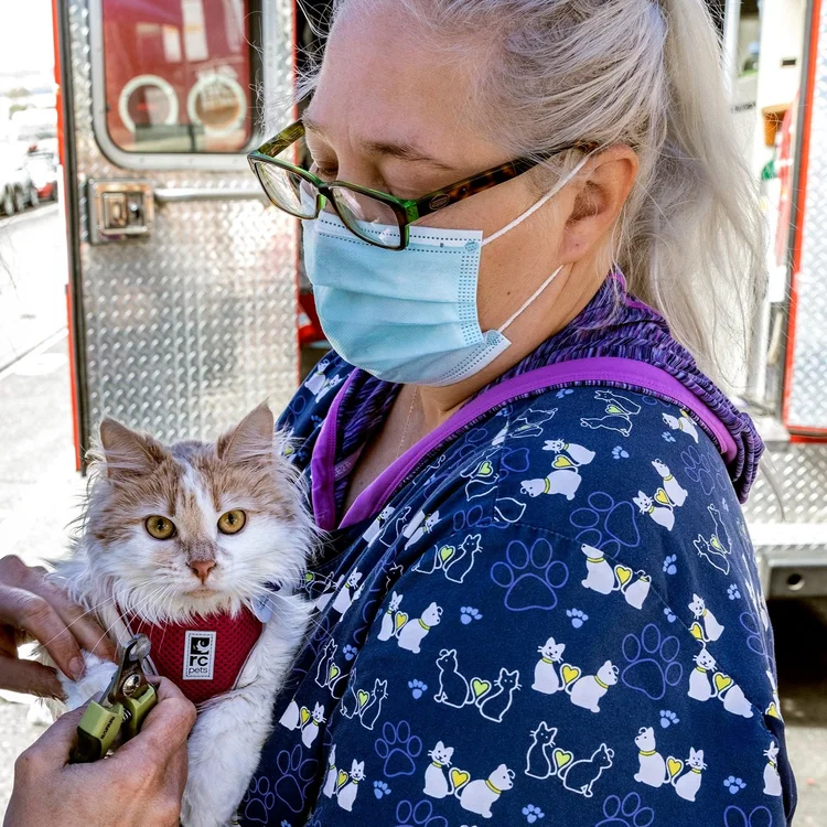 Seattle Veterinary Outreach