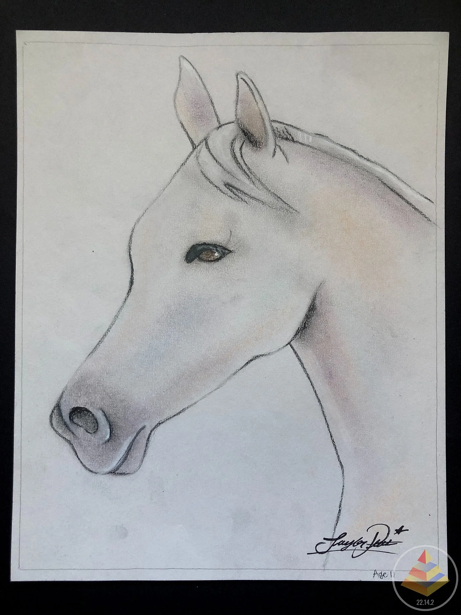 Mellow Mammal • Chalk Pastel, Pencil