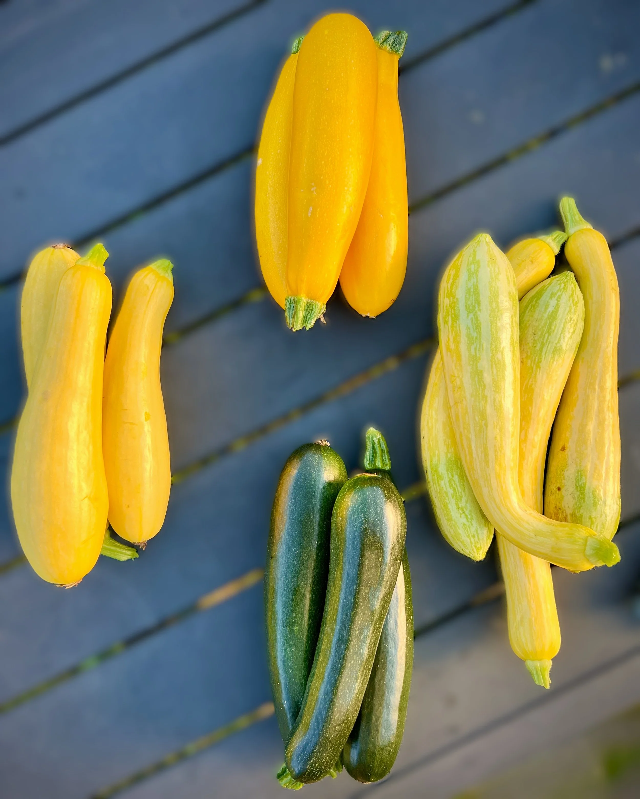 Lathrop Farm Summer Squash