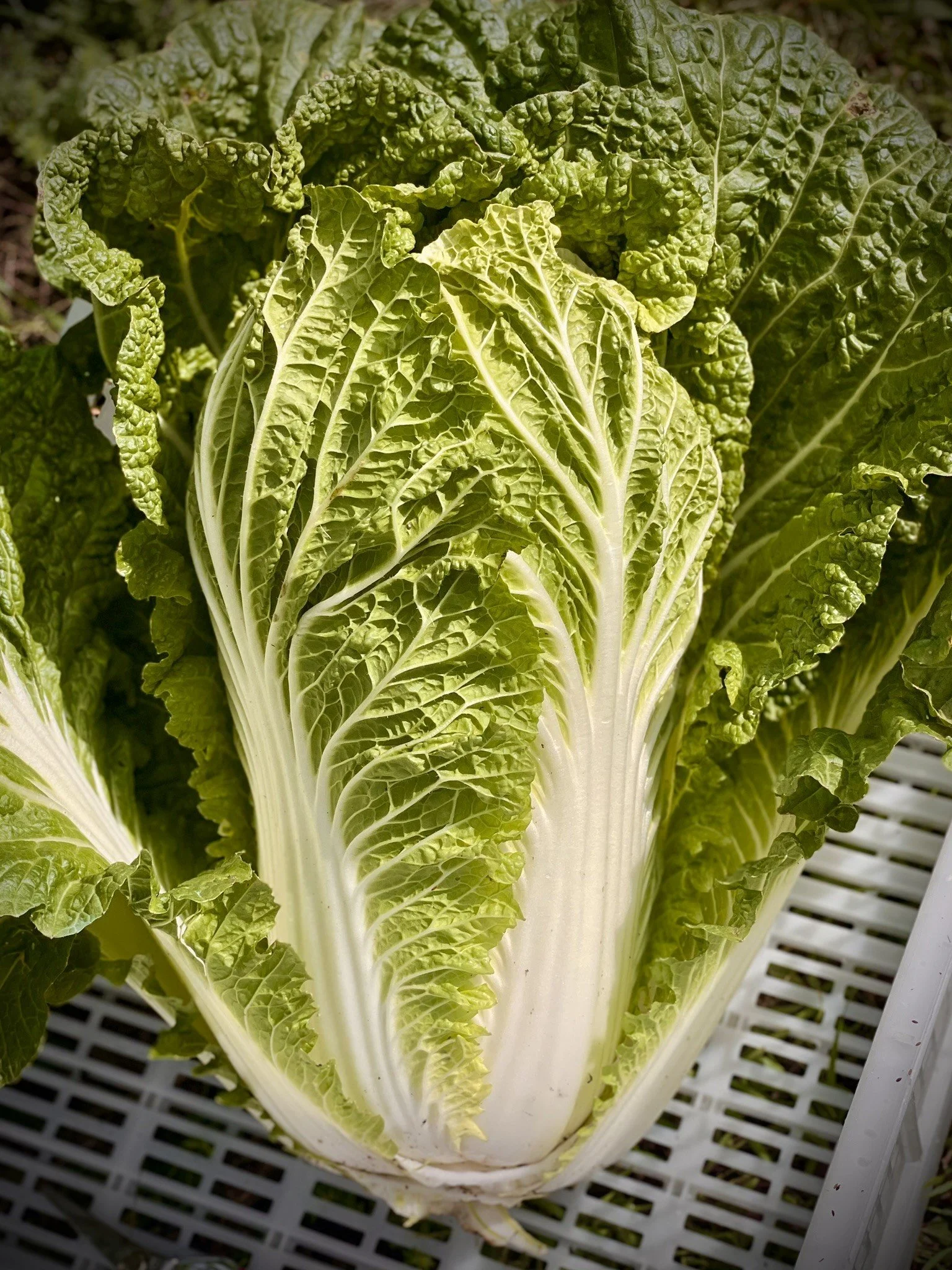 napa cabbage.JPEG