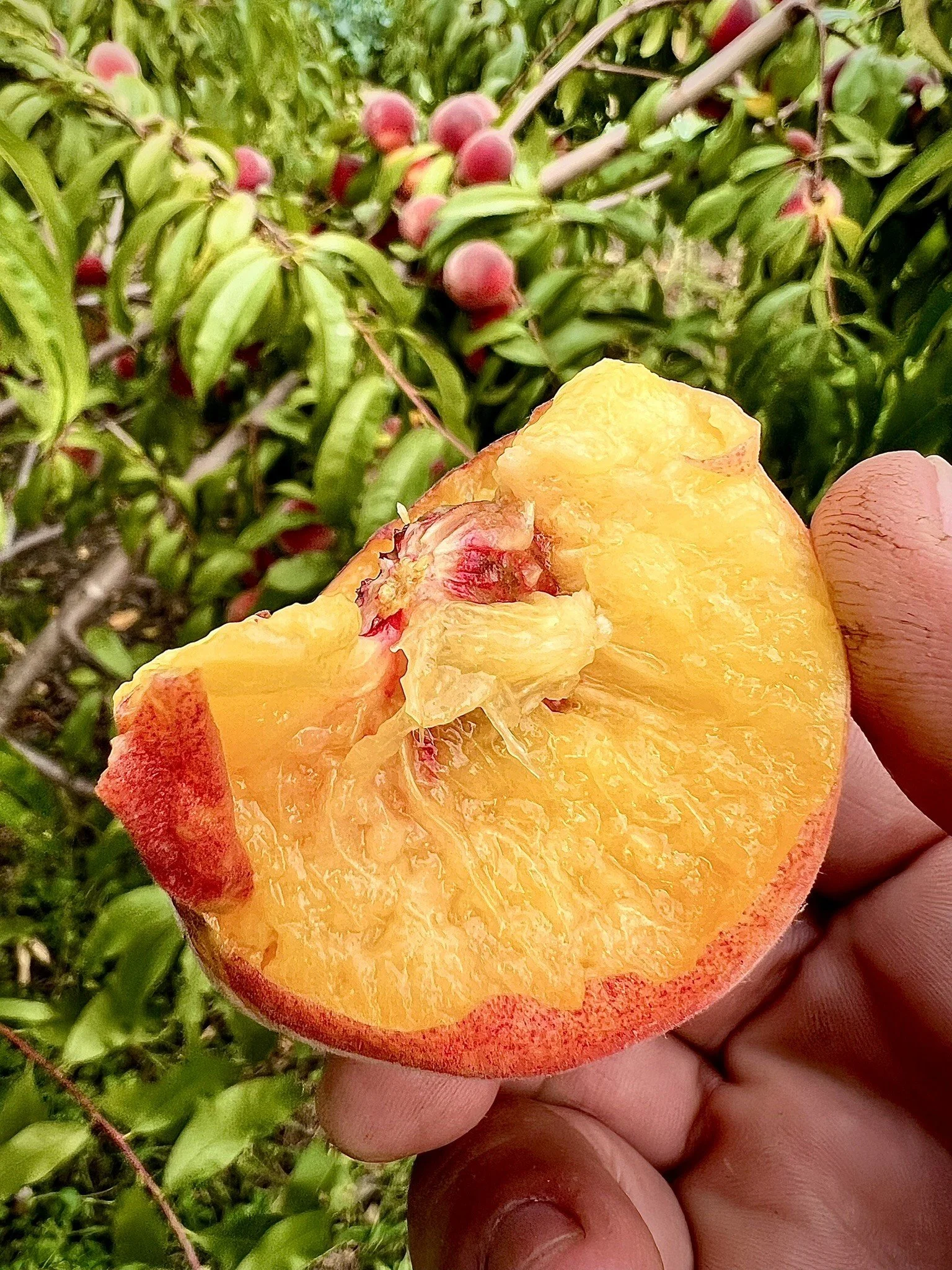 Lathrop Farm certified organic peach