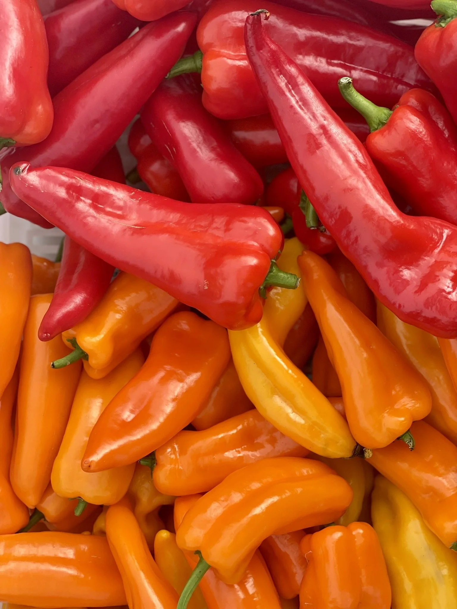 peppers 2025.JPEG
