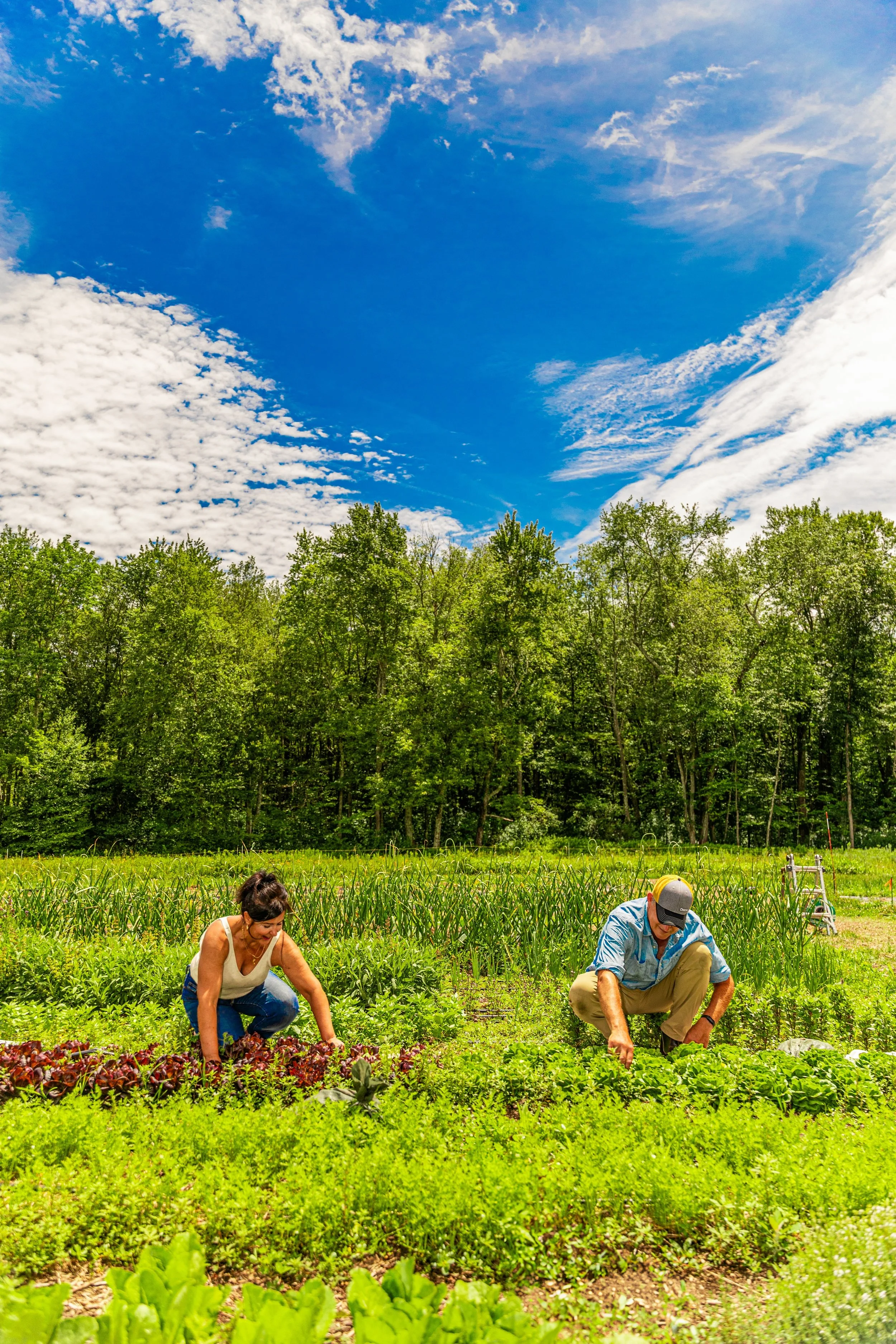 Mia and Andrew of Lathrop Farm weeding herb bed