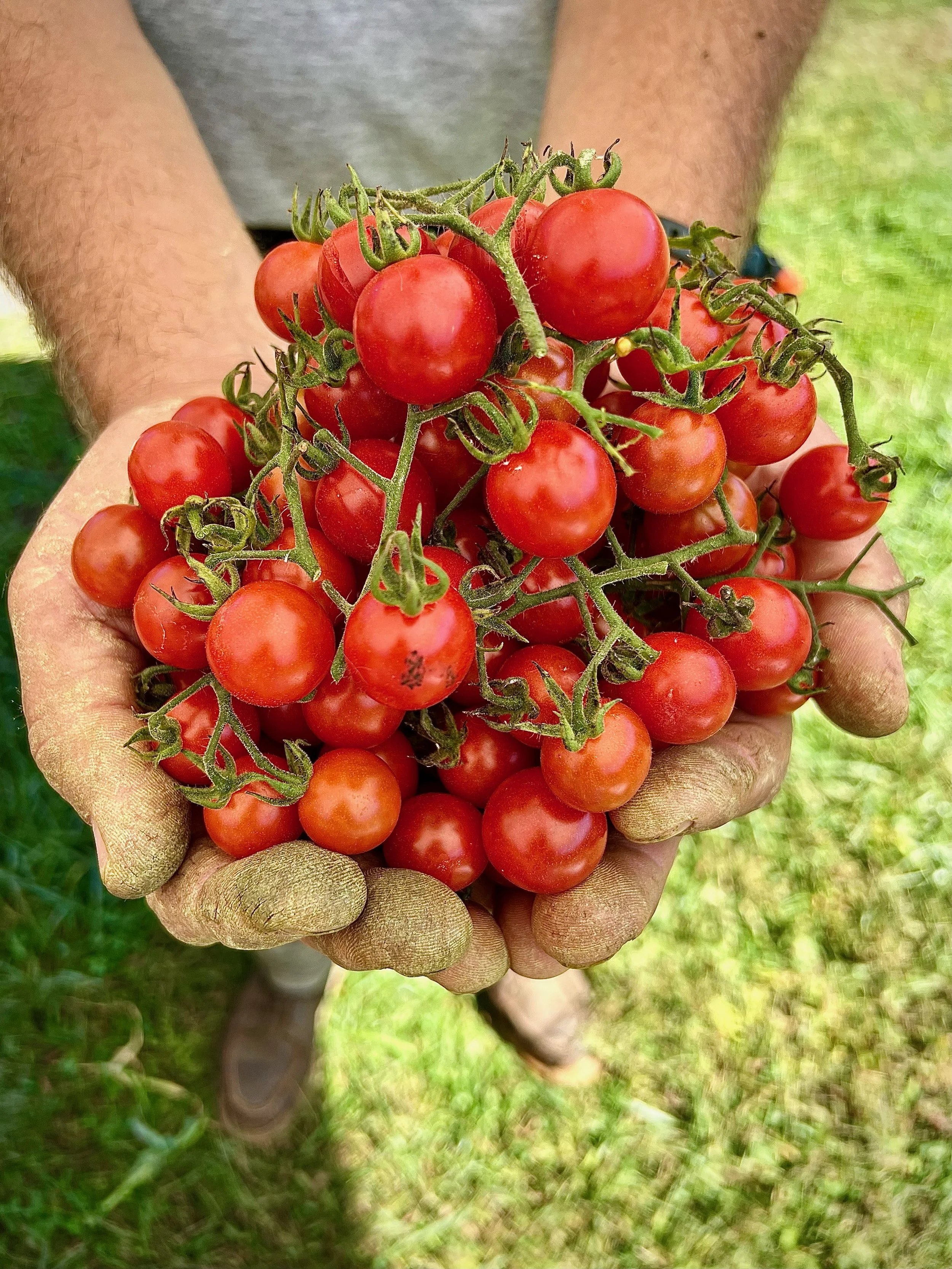 Lathrop Farm cherry tomatoes freshly picked