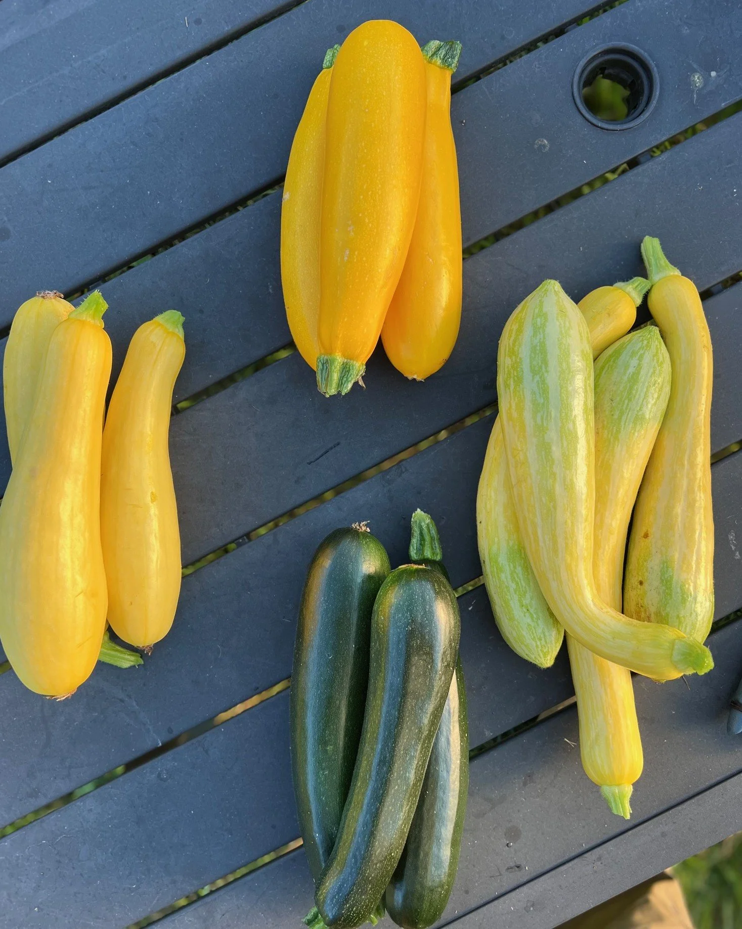 summer squash.jpeg