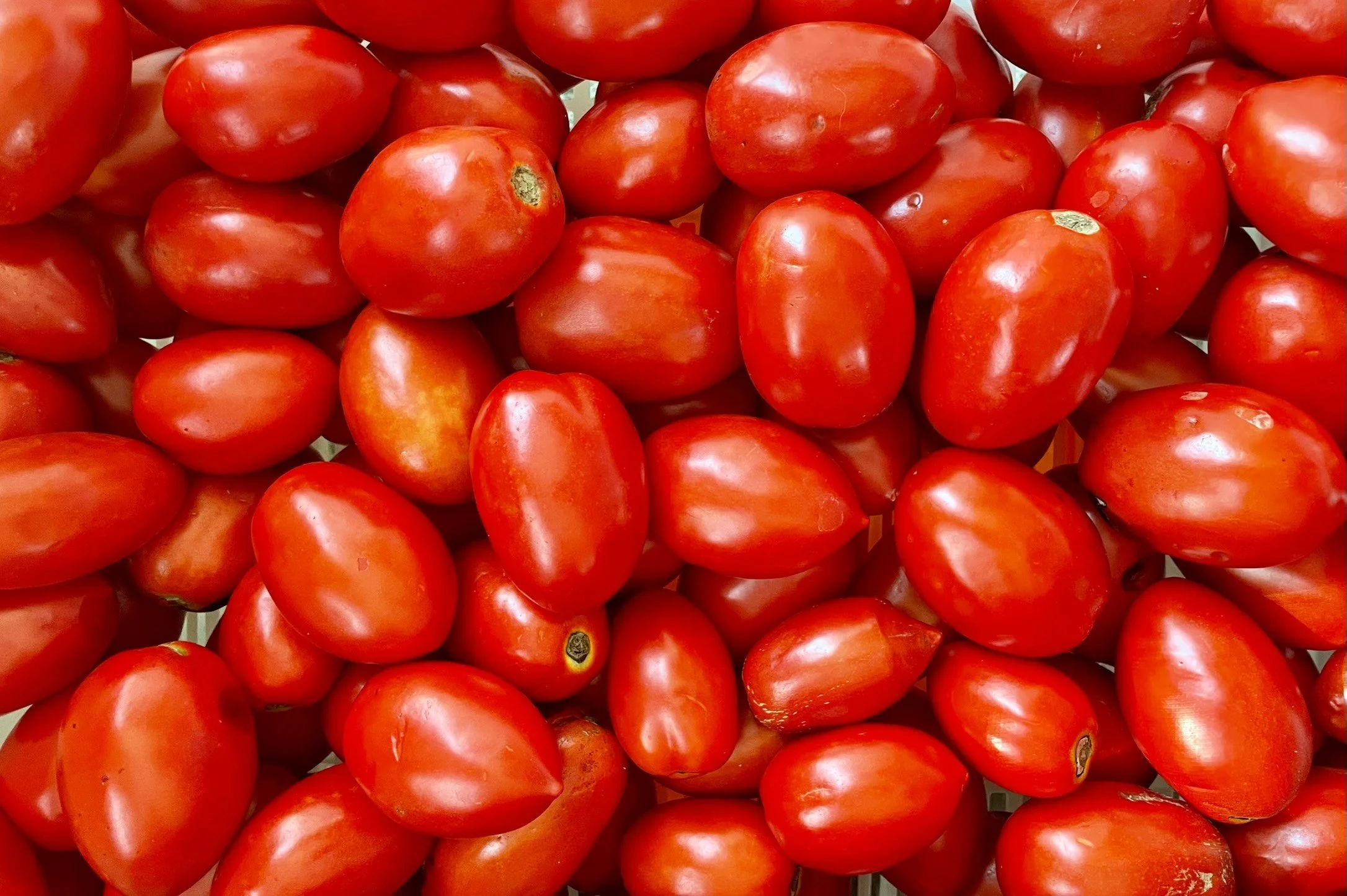 roma tomatoes.JPEG