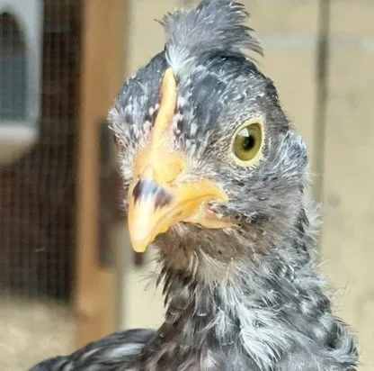 Myra, a beautiful and vocal Lathrop Farm chicken
