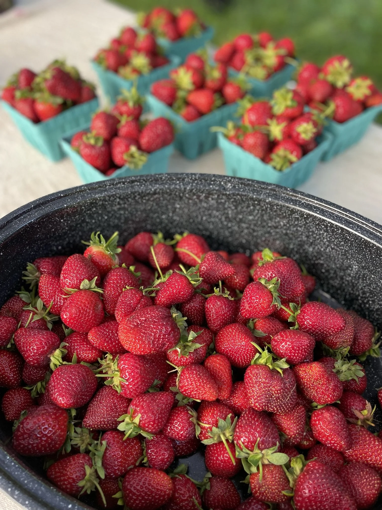 Lathrop Farm certified organic strawberries