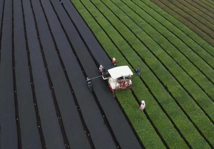 Organic Jeju Hojicha 100g (1).jpg