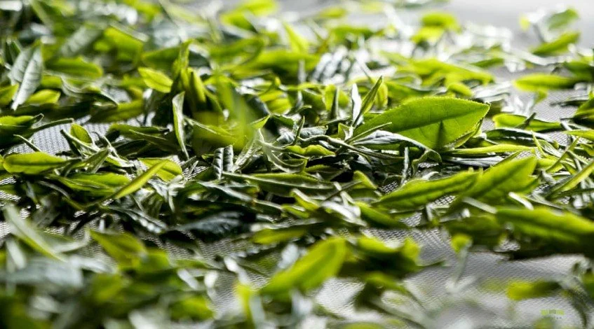 Organic Jeju Hojicha 100g (5).jpg